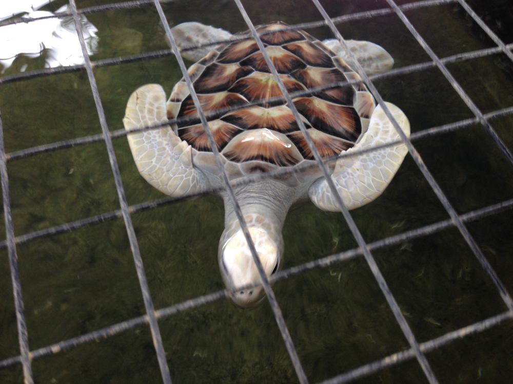Our famous Albino turtle, who I call Casper. 
