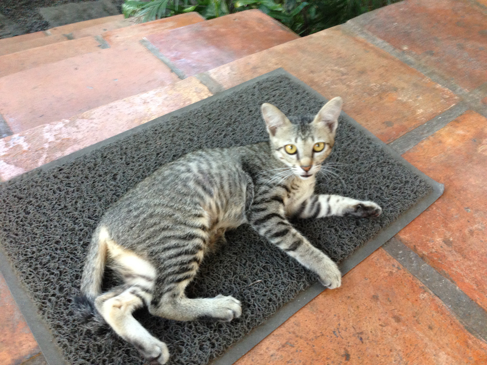 Shiva, the itty bitty, whiny kitty