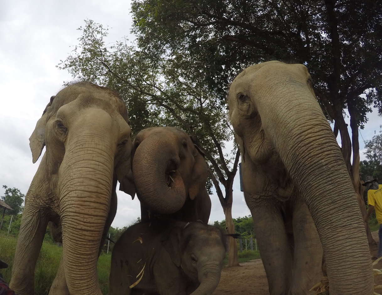 The Happy Herd 