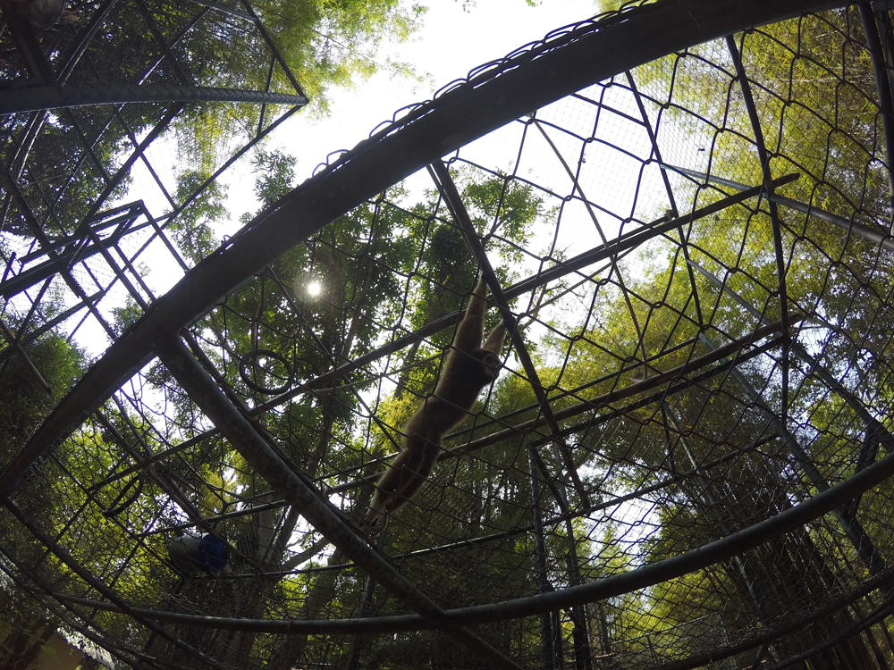 A gibbon, or as I prefer to call it, a Grabbin' 
