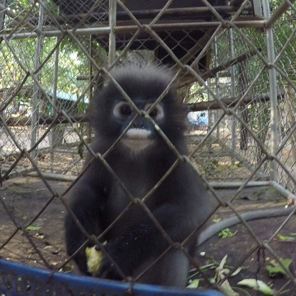 Creepy, clown-faced little monkey!