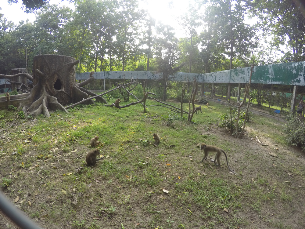 Many, many macaques 