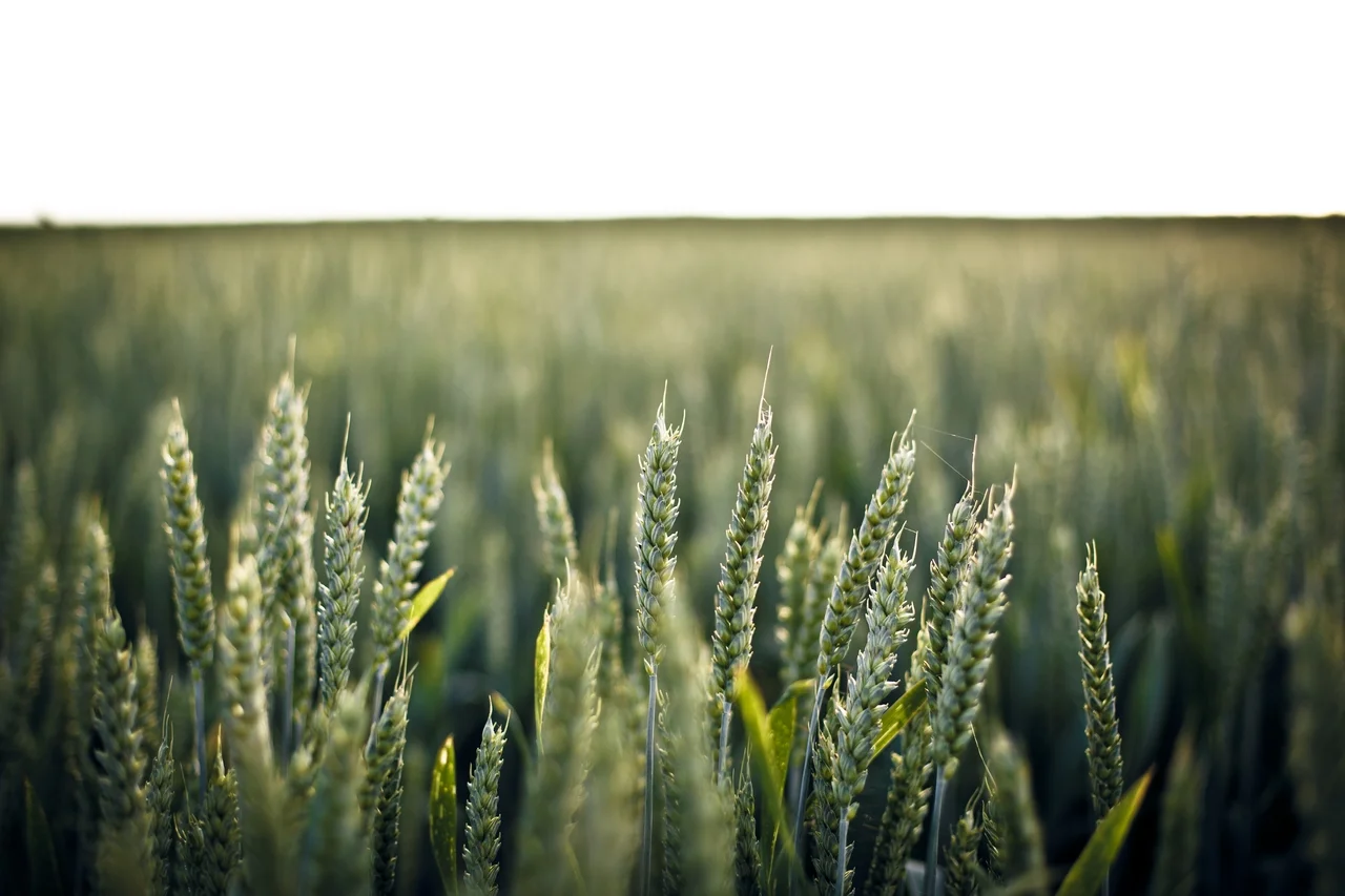wheat field 3.jpg