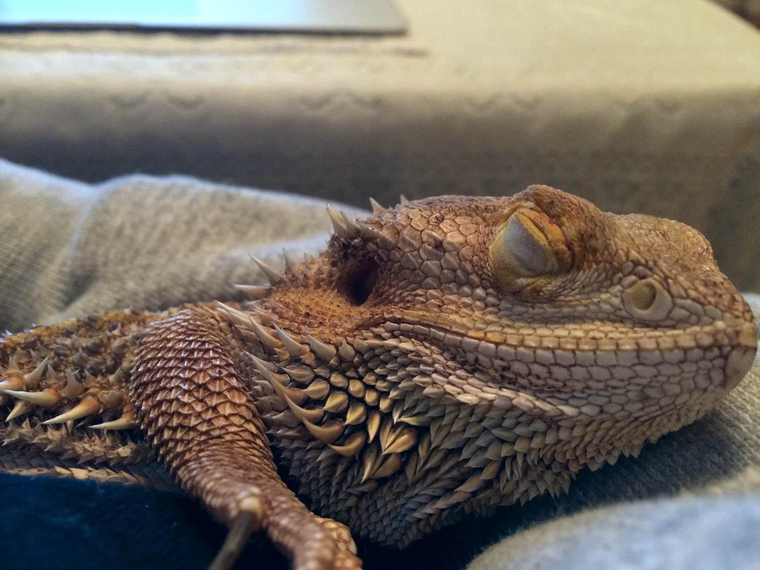 sleepingFluffy.jpg