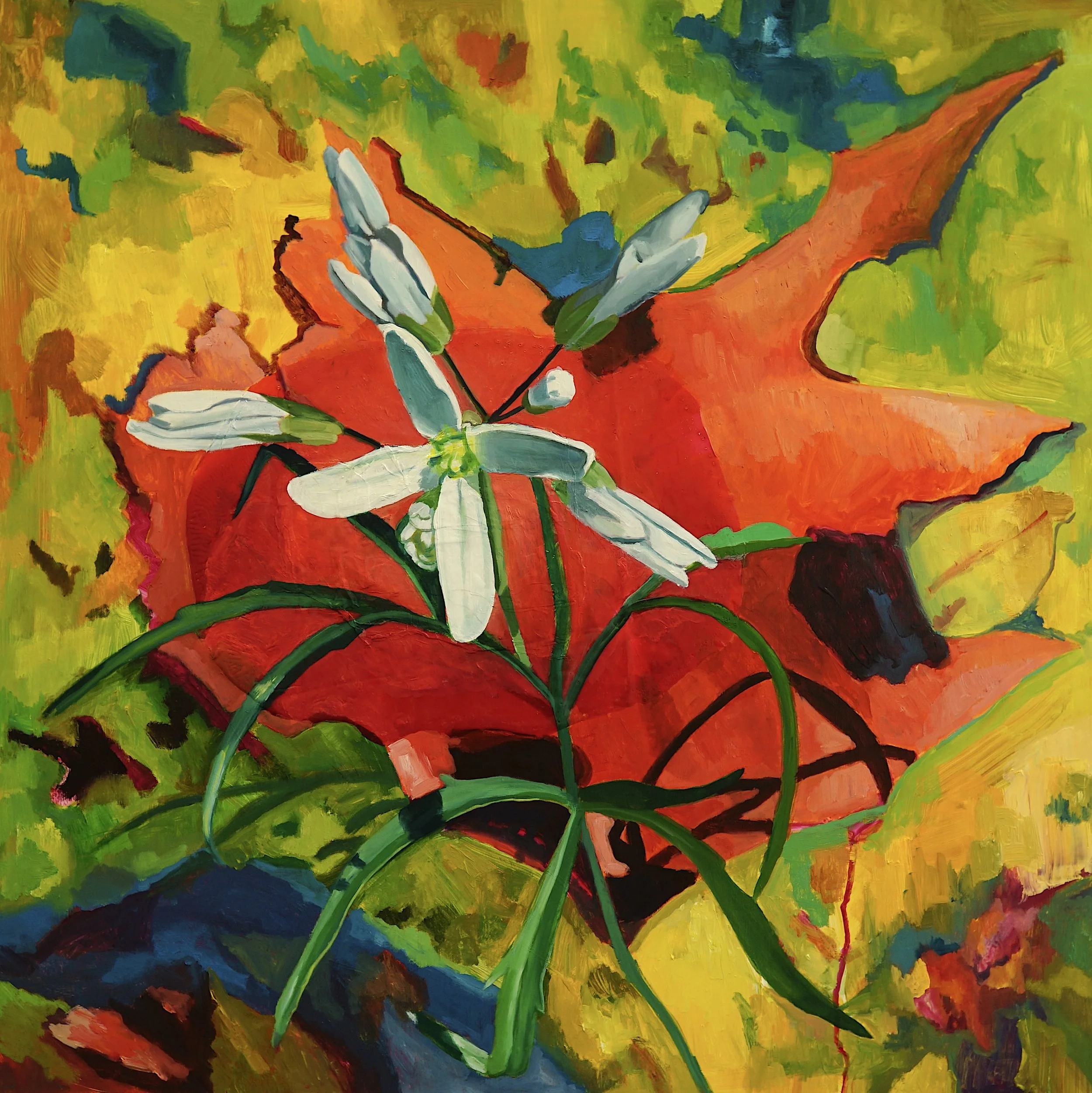 Bewildering Cardimine concatenata (Cutleaf toothwort) (:, 2024, acrylic and oil on panel, 24 x 24 inches