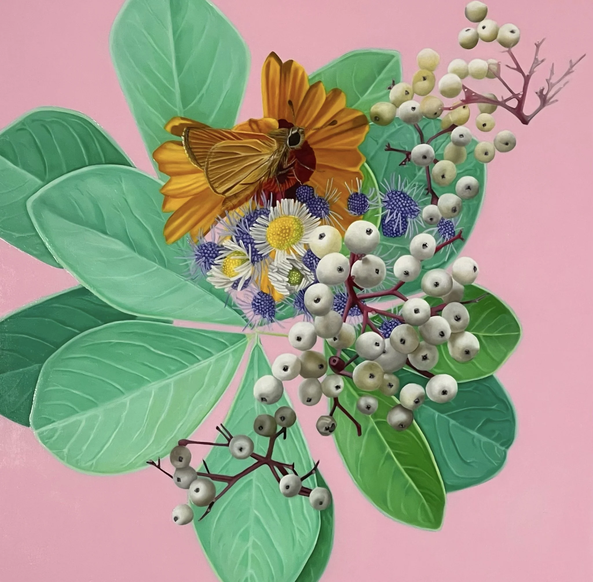 Wildflower Revolution: Atryone arogos, Baptisia australis, Coreopsis tinctoria, Conoclinium coelestinum, Cornus sericea, Erigeron annuus (Arogos skipper, blue false indigo, Plains coreopsis, blue mist