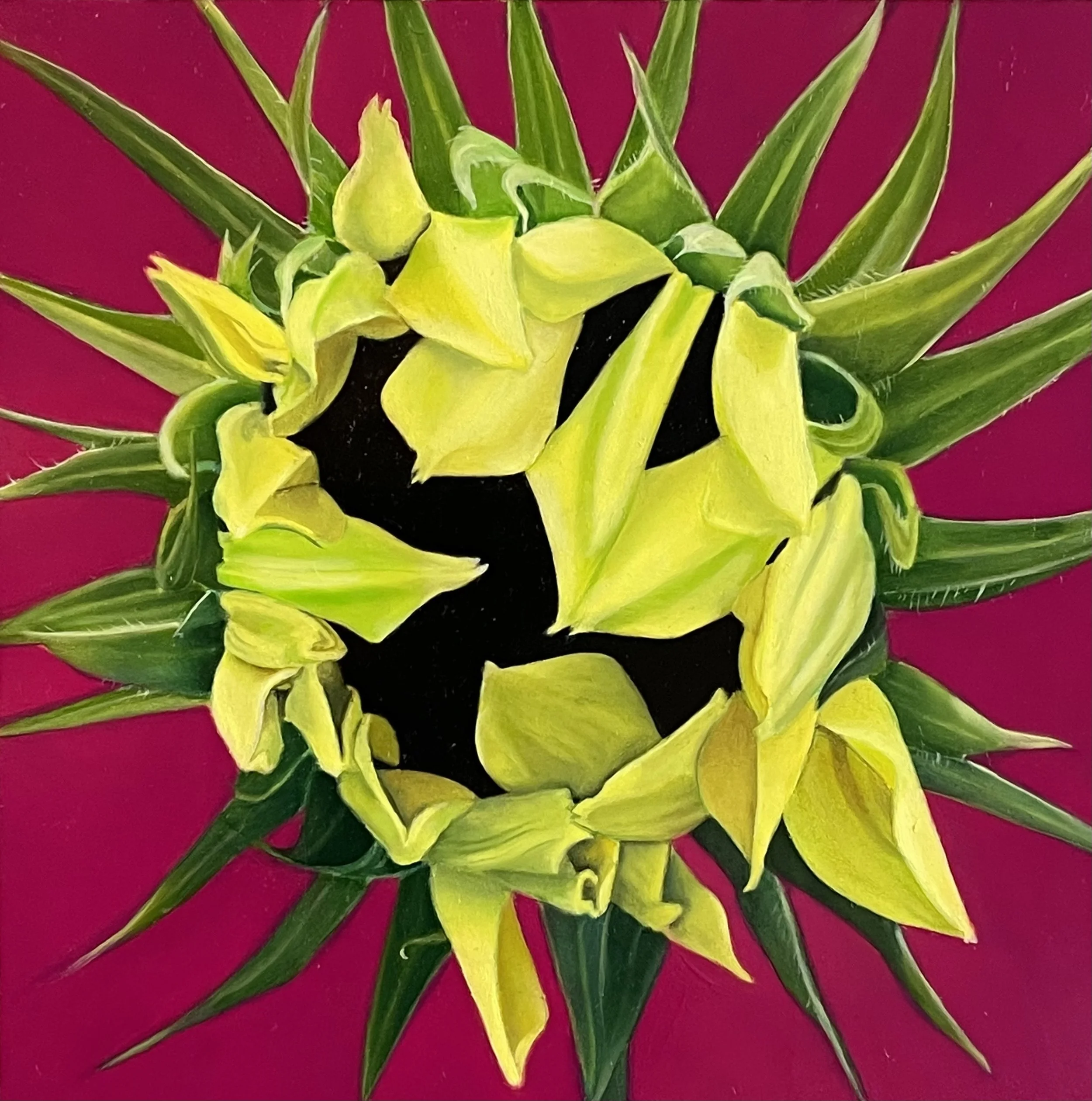 Wildflower Revolution: Heliopsis helianthoides, 6 x 6 inches