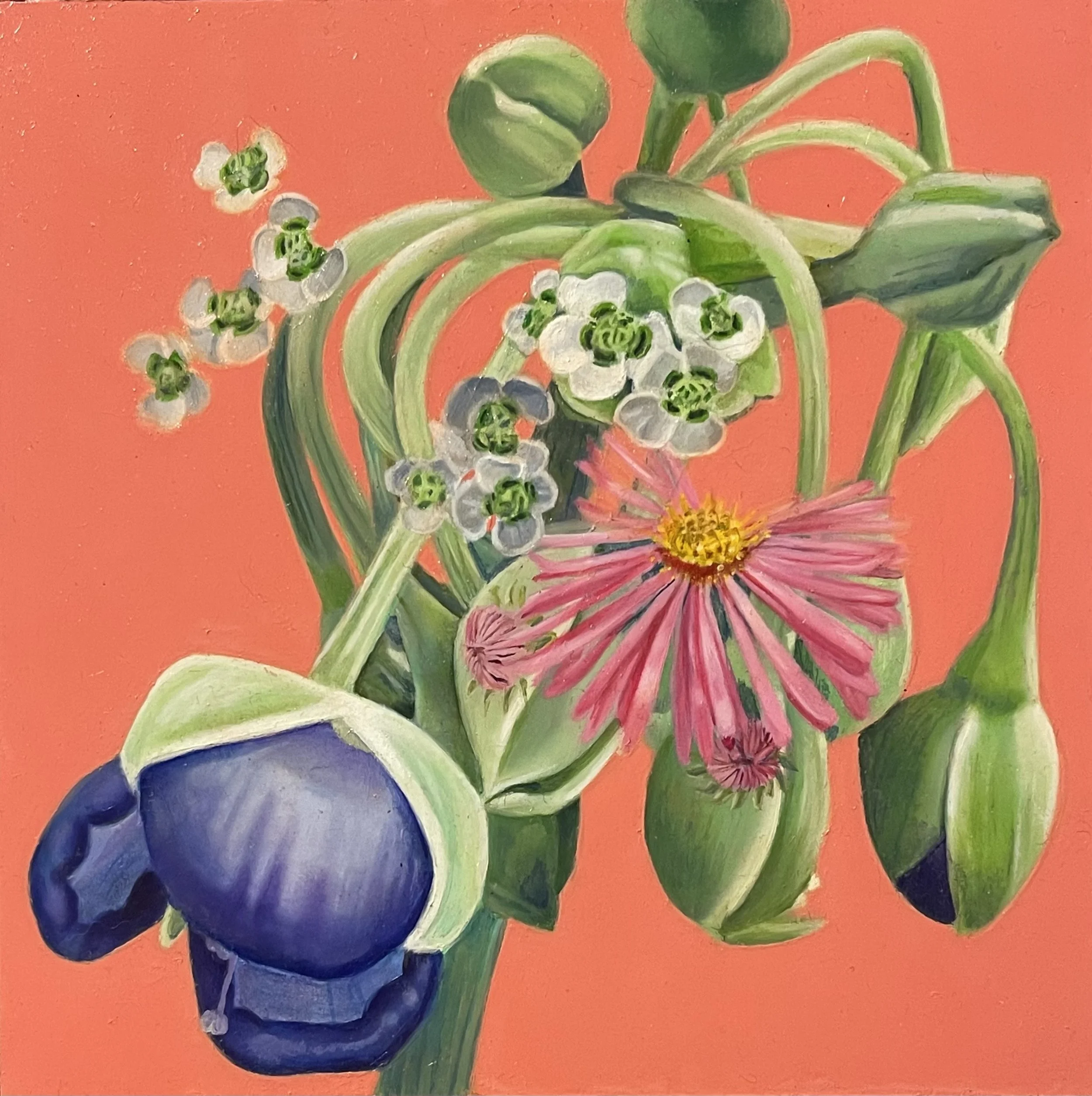 Wildflower Revolution: Tradescantia ohiensis, Symphotrichum novae-angliae, Euphorbia marginata (Ohio spiderwort, New England Aster and Snow-on-the-mountain), 2022, Oil on Claybord, 6 x 6 inches
