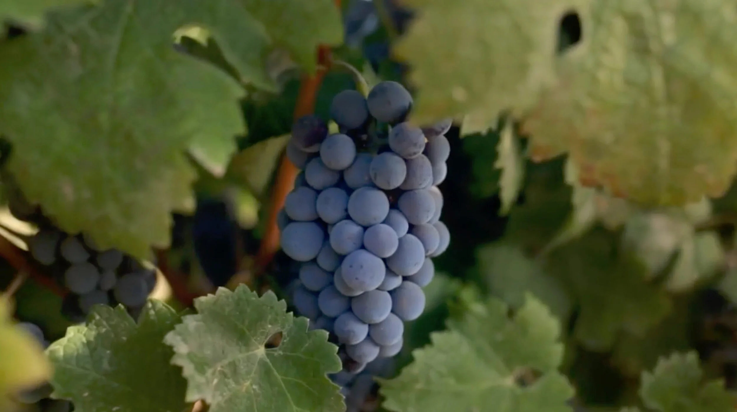 grapes.jpg
