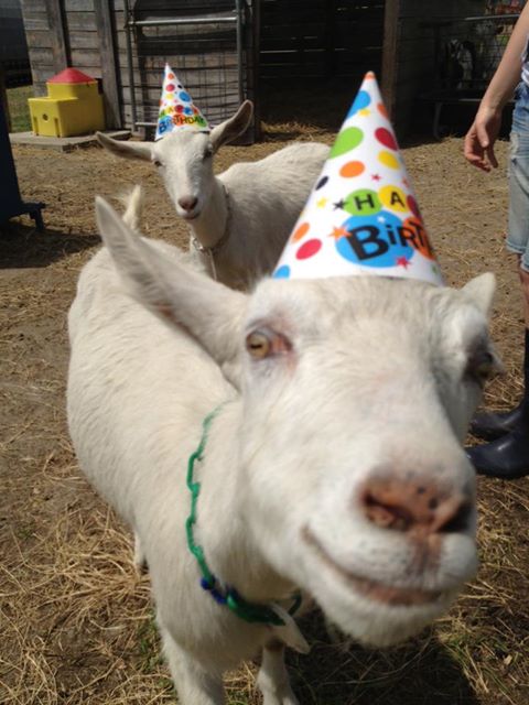 Putting a hat on a goat hotsell