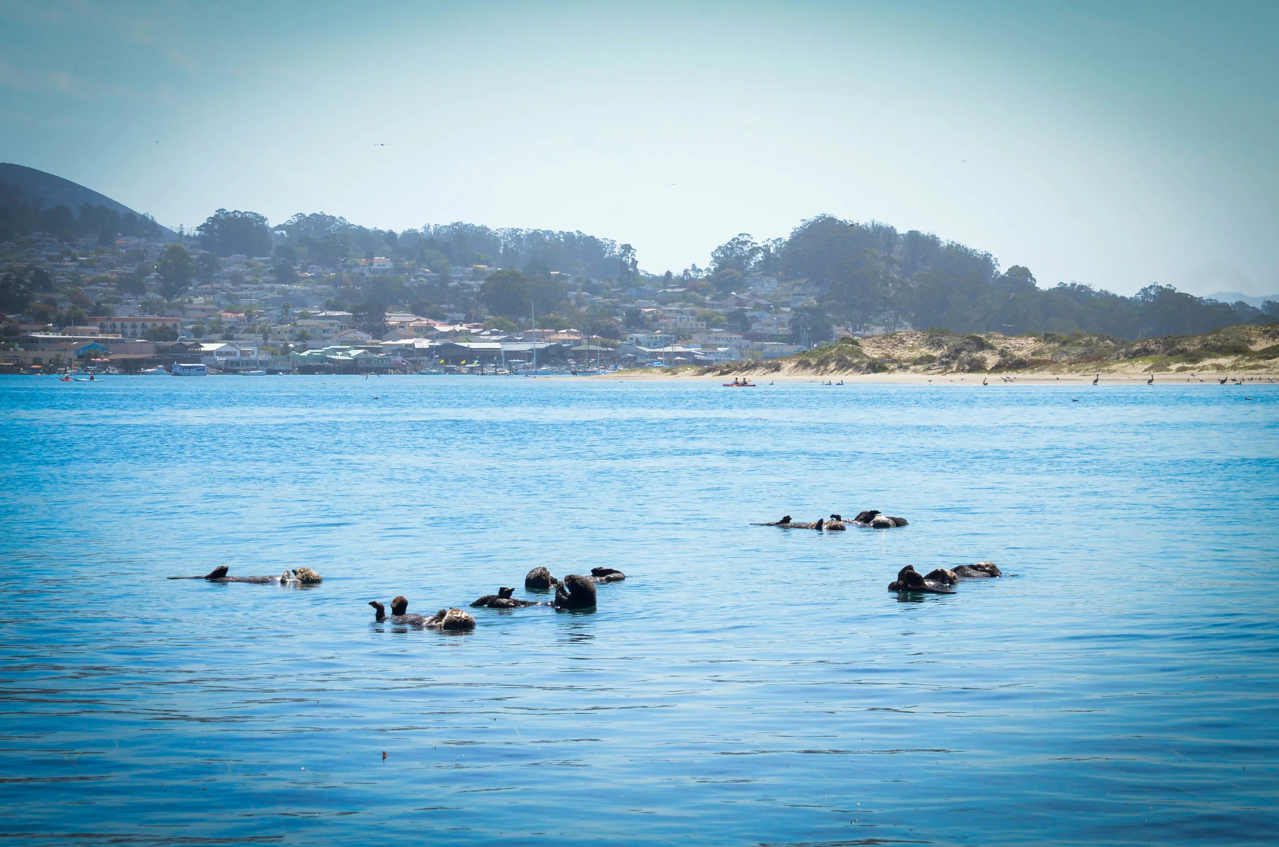 It was such a nice surprise to see so many sea otters in Morro Bay. They were definitely super adorable to watch. 