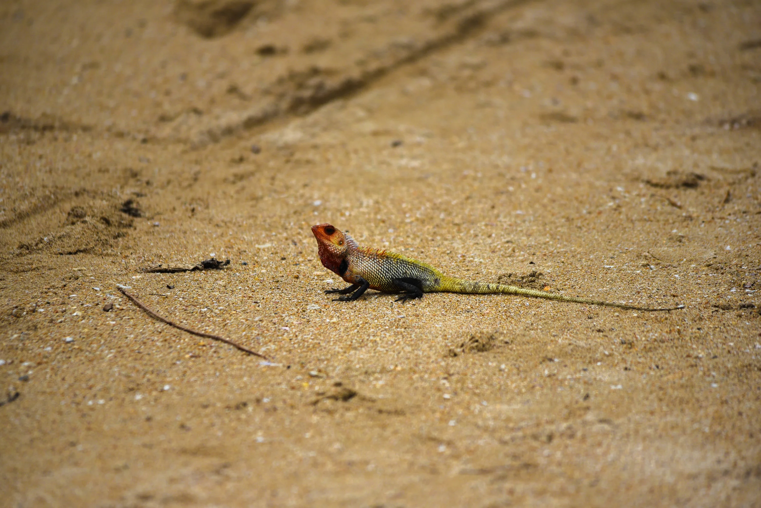 DSC_2389.jpg
