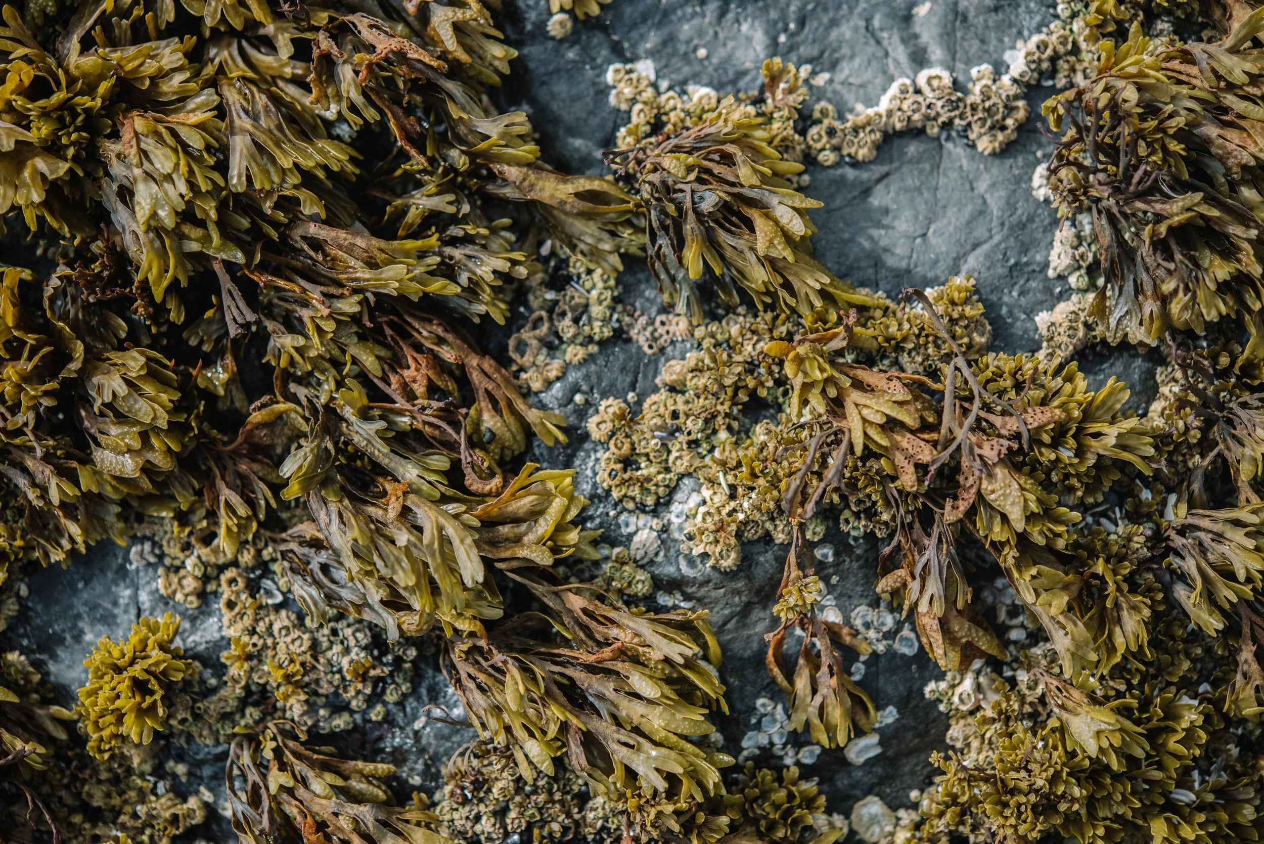 _DSC9747.jpg