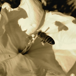 Datura Honey Bee by Julie Suzanne Brokken