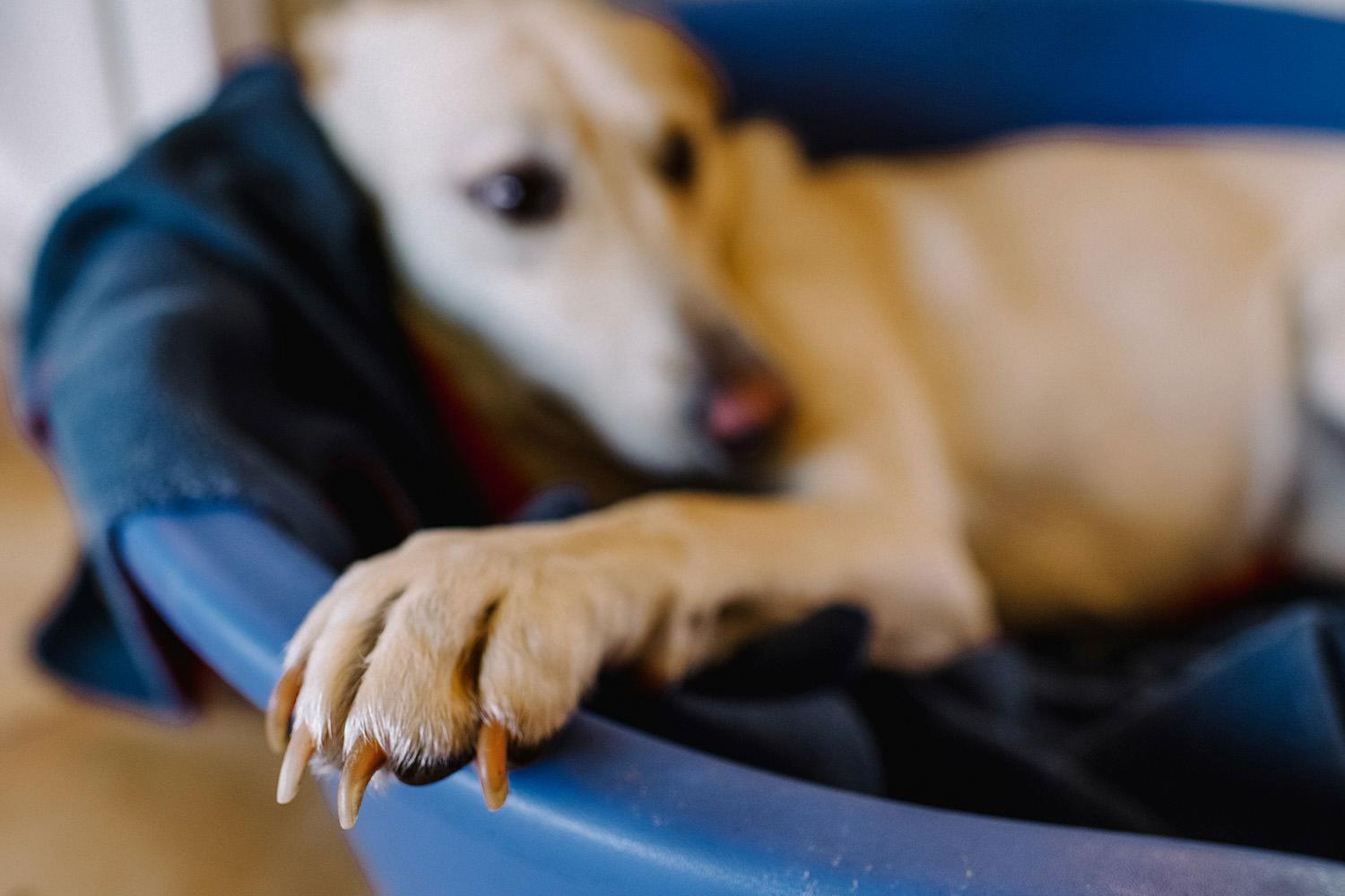  Northern Ireland Wedding Photographers 