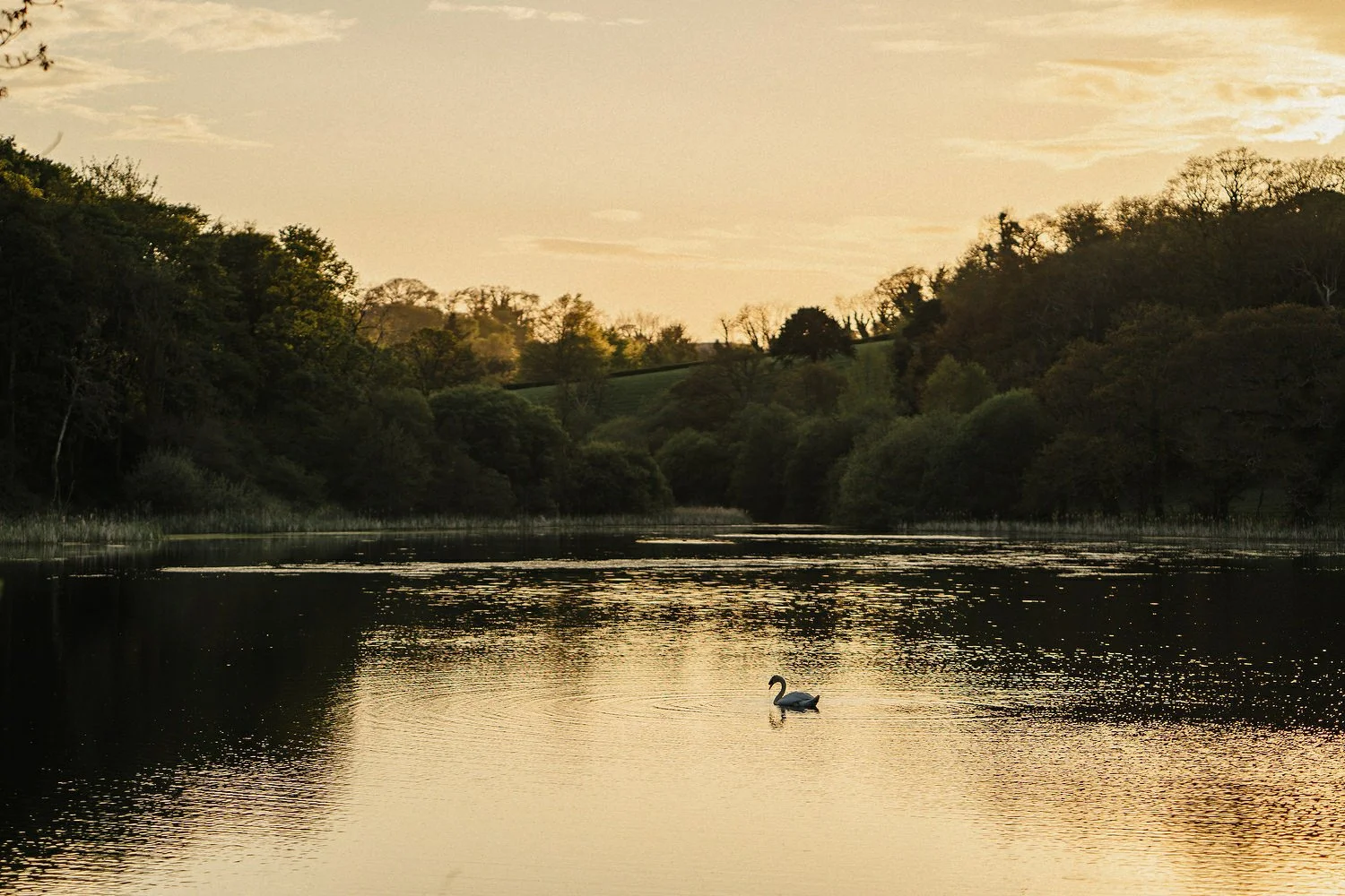 Finnebrogue Woods Outdoor Wedding Photos 184.JPG