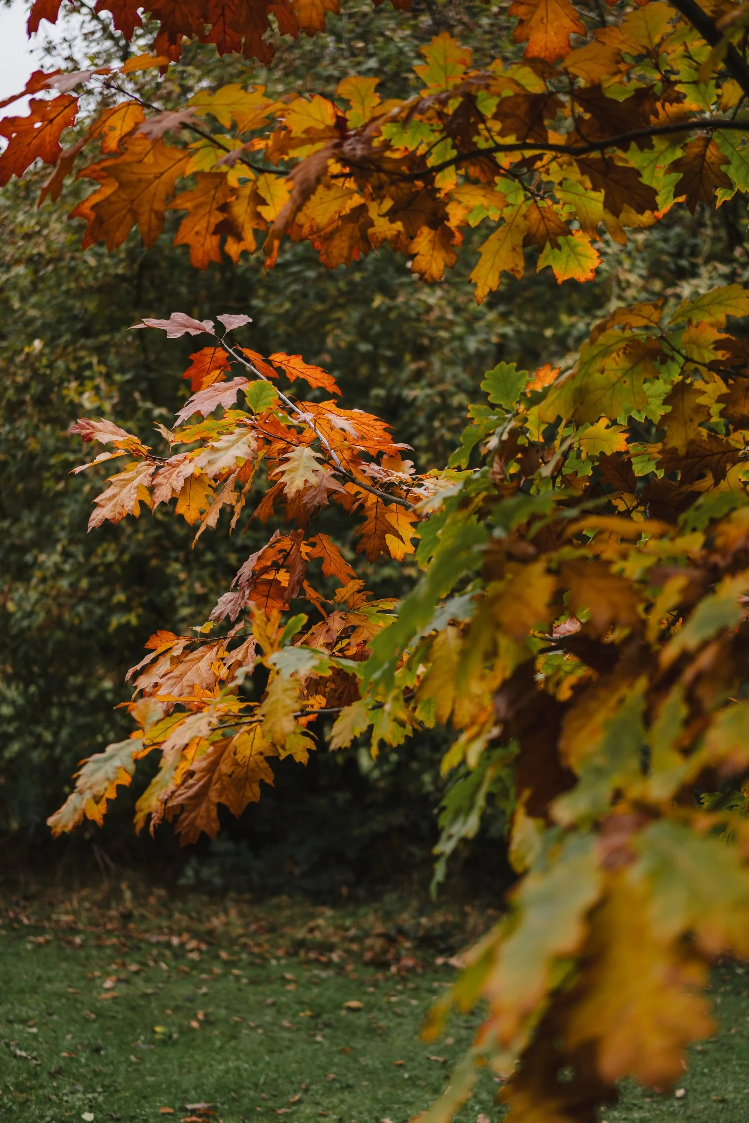 Eimear and Connor Ballyscullion Park Wedding 027.JPG