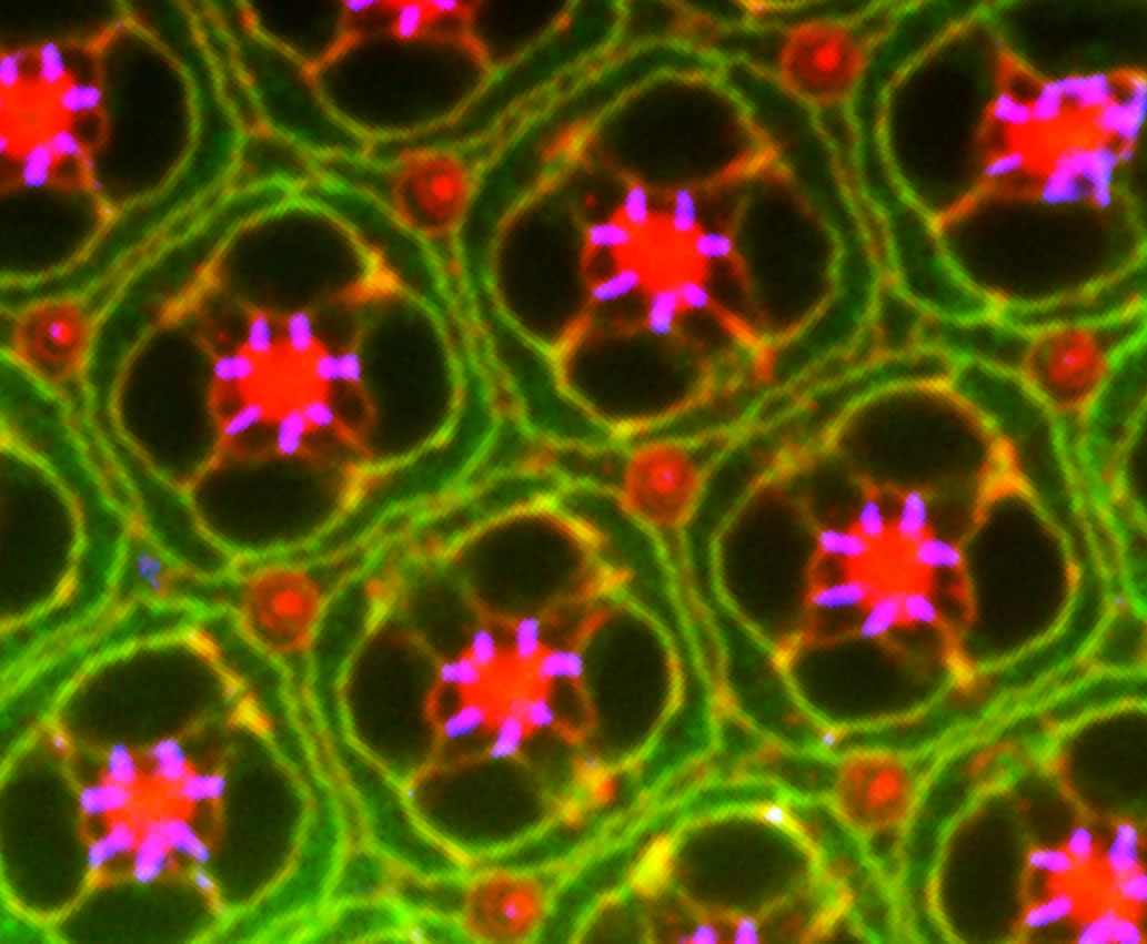 Drosophila pupal eye stained for actin (red) and armadillo (green). Image courtesy of Lauren Del Bel and Julie Brill.