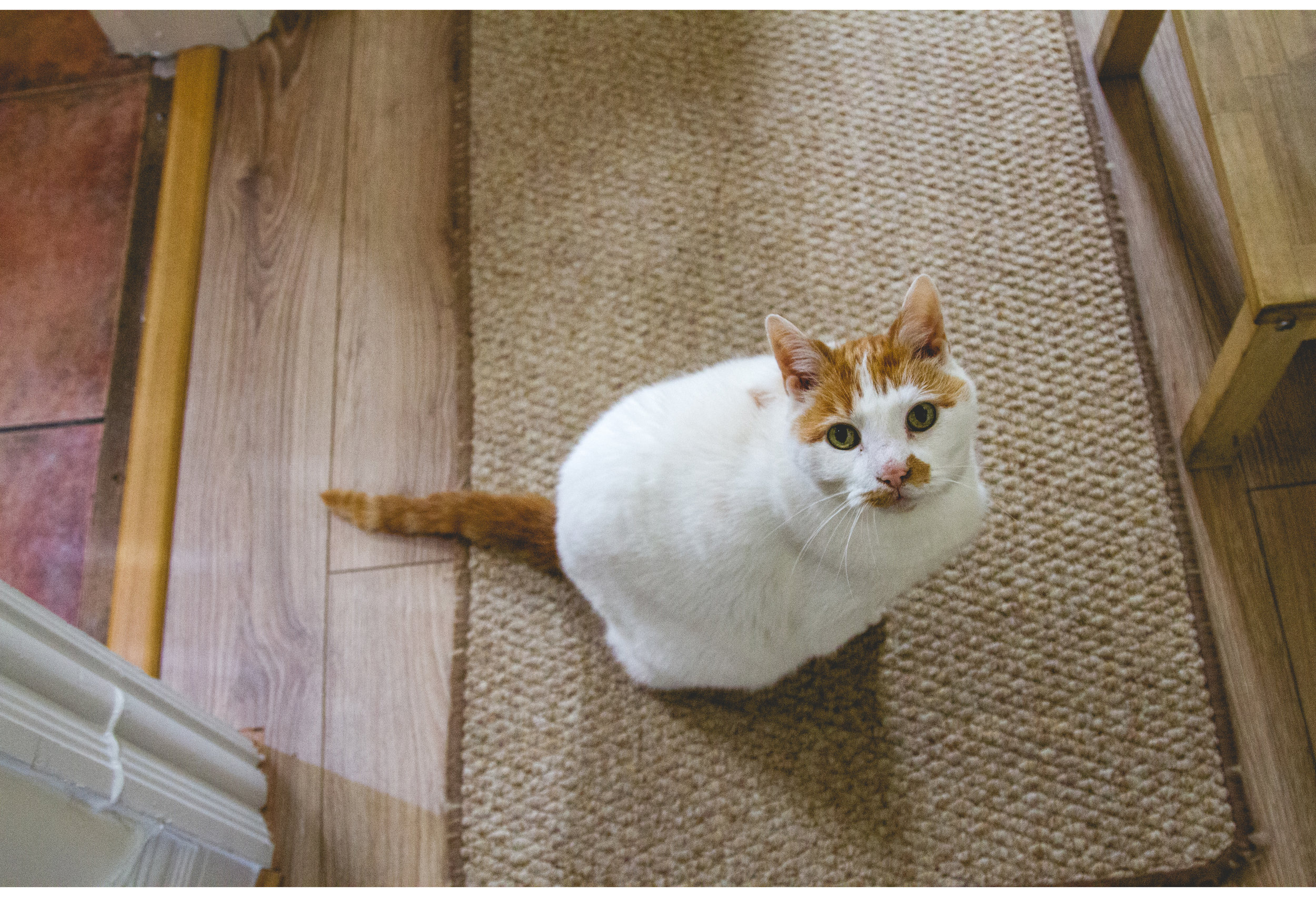 ginger cat looking at the wedding photographer 
