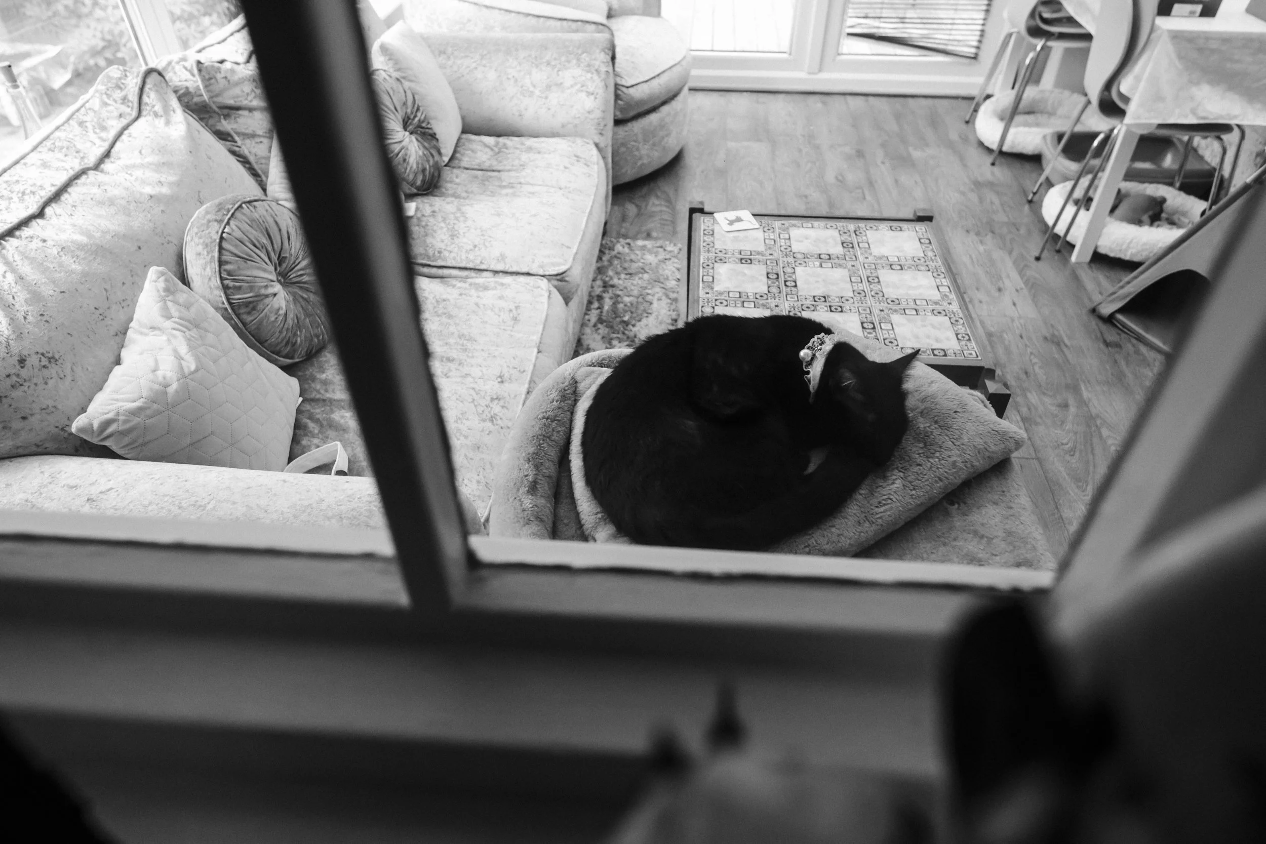 Peaceful Moment: A Sleeping Cat at the Groom's House, Adding a Touch of Serenity to the Preparations for a Wedding at Brook Hall.