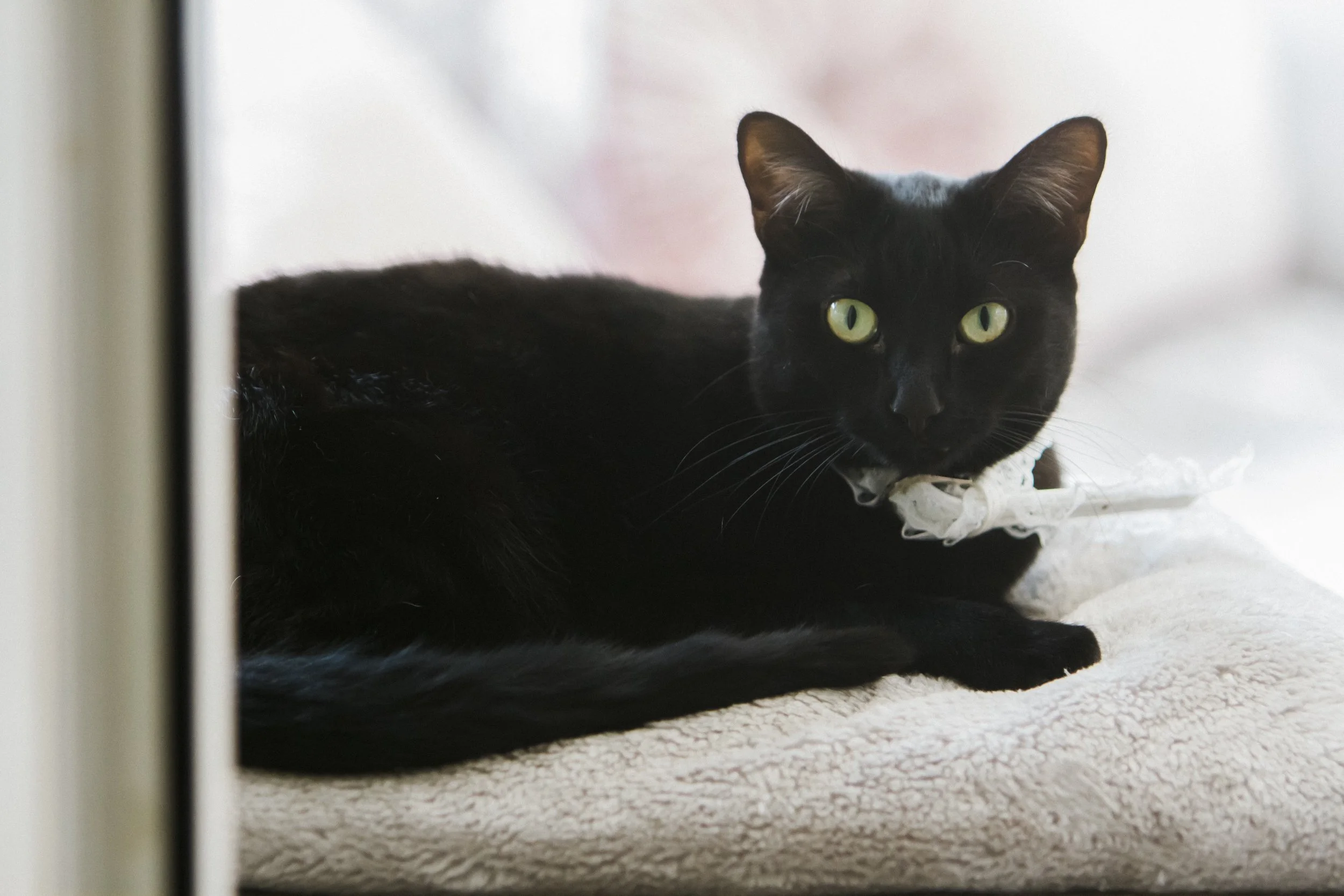 Feline Elegance: A Black Cat Adorned with a Wedding Collar Poses for a Photograph, Adding a Unique and Charming Element to the Brook Hall Wedding.y 