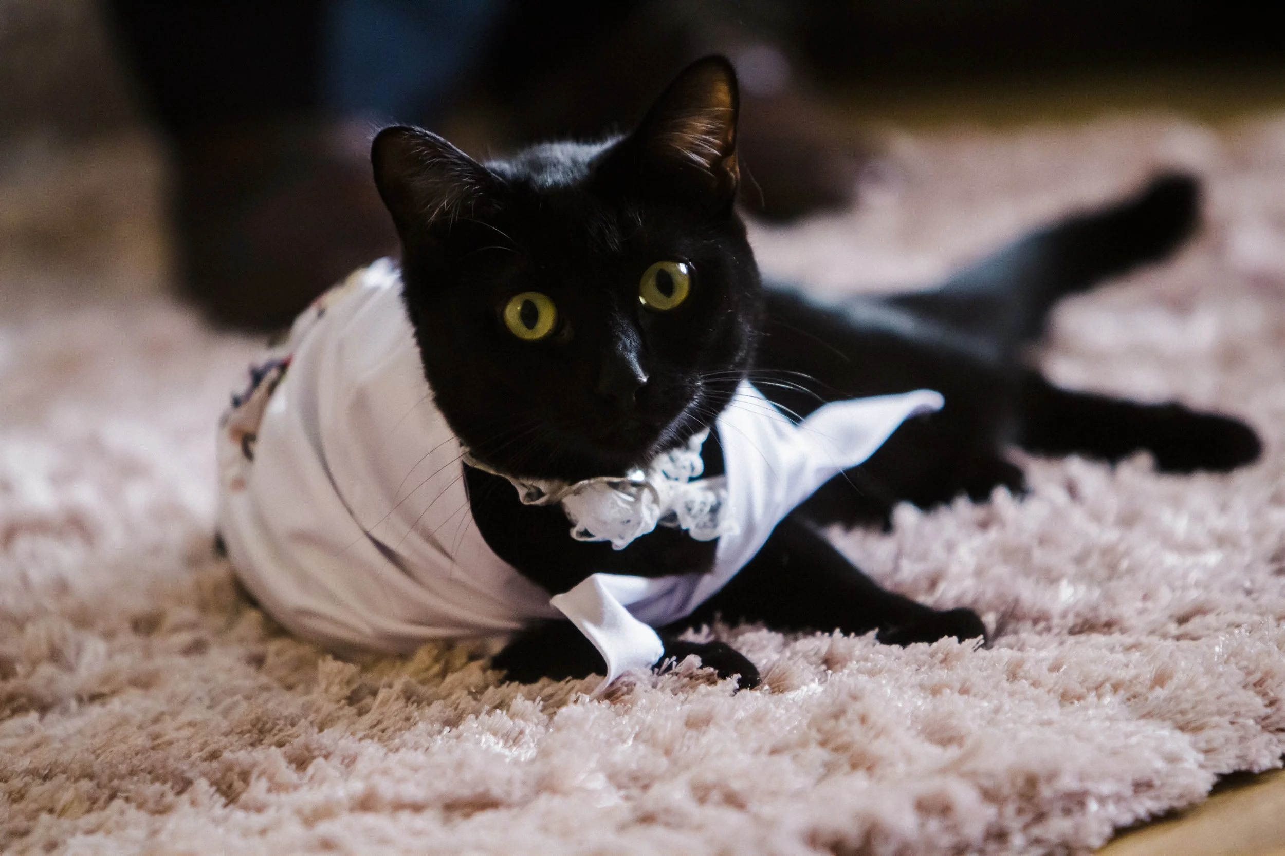 Feline Fashion: A Cat Dressed in a Wedding Outfit Lounges Comfortably on a Rug, Adding a Playful and Memorable Element to the Brook Hall Wedding Photography.