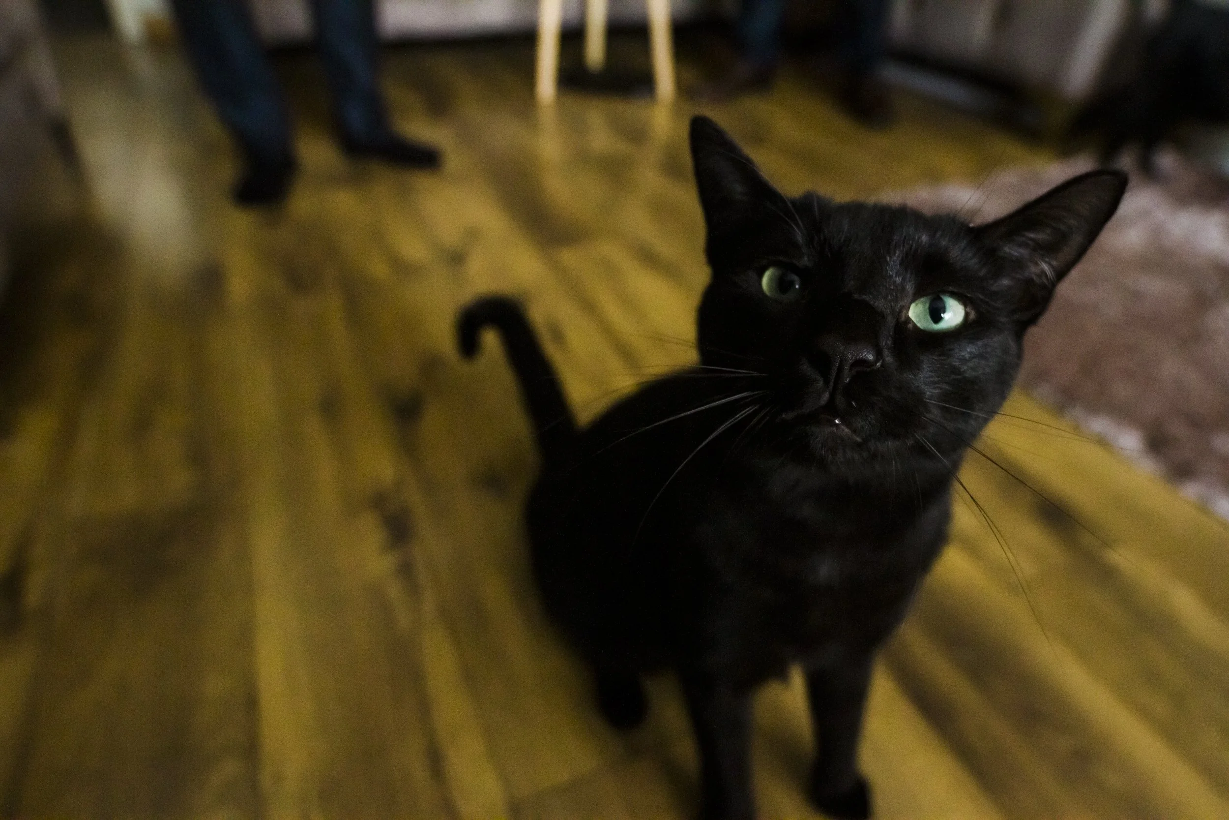 Majestic Presence: A Wide Close-Up Shot of a Black Cat, Capturing the Elegance and Grace of This Beautiful Feline at the Brook Hall Wedding.