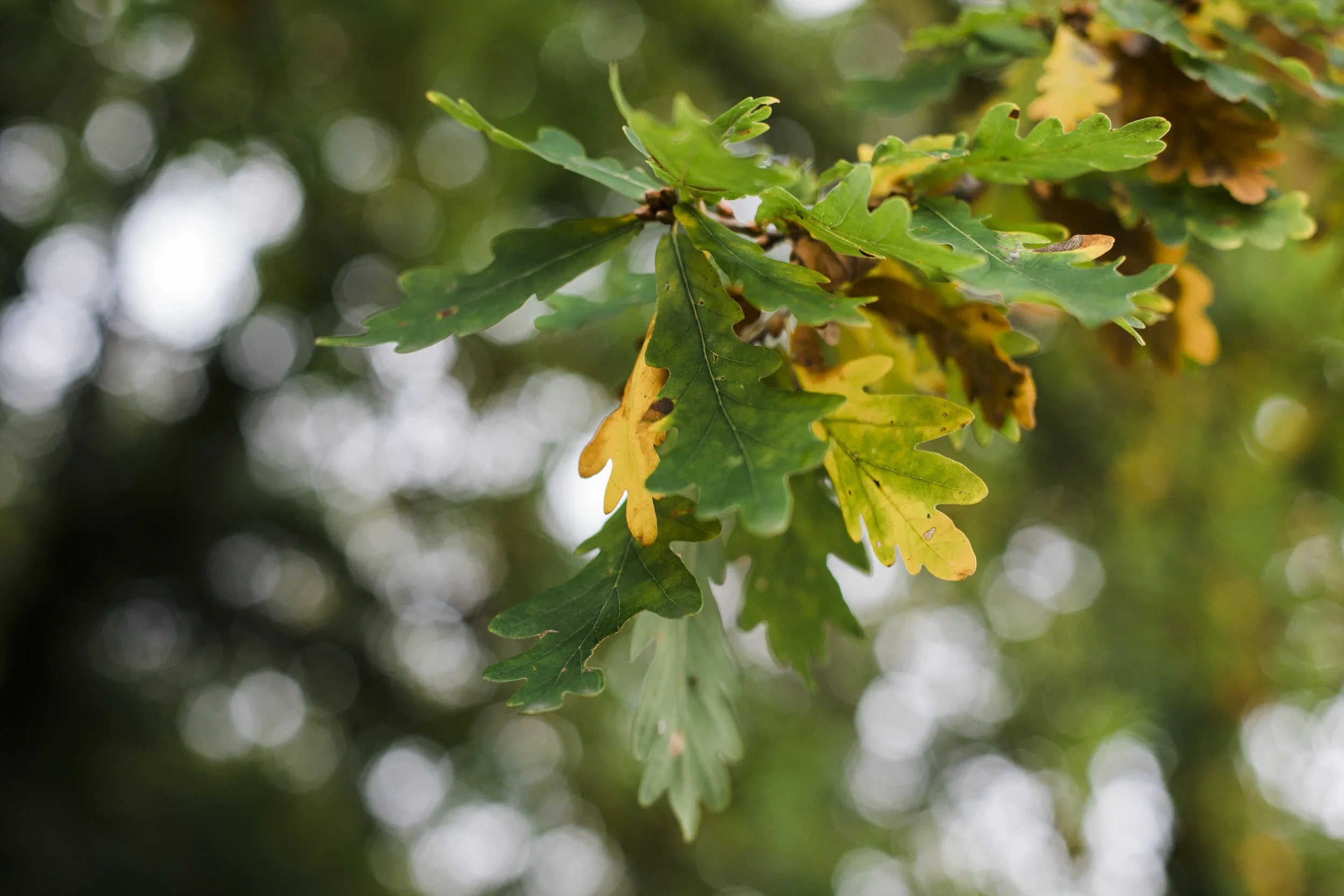 macdonald craxton wood hotel-3.JPG