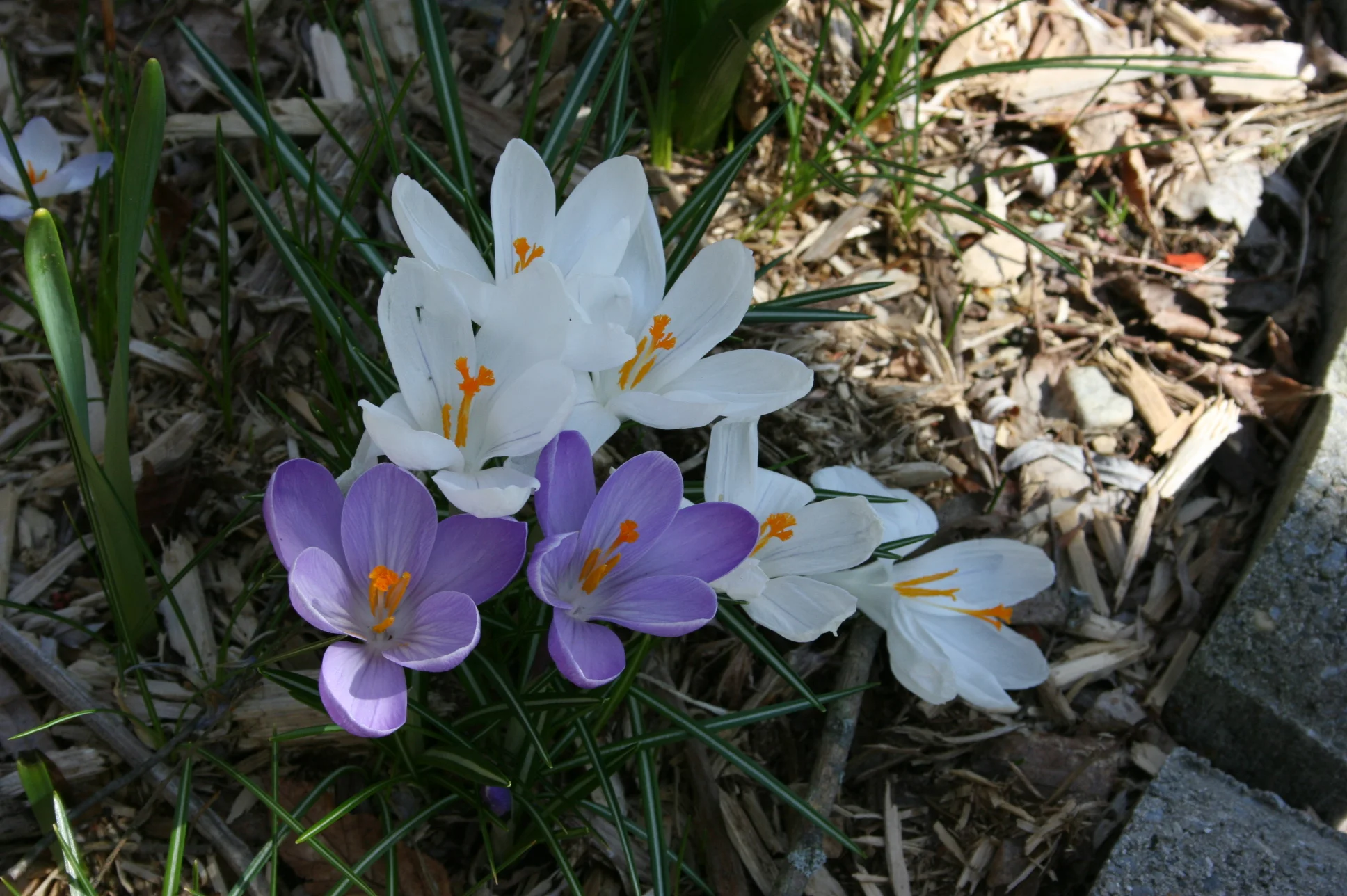 Imbolc