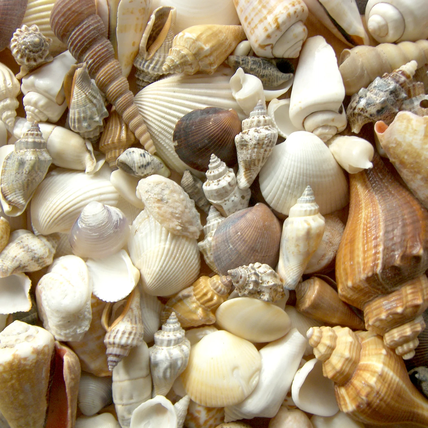 shells.JPG