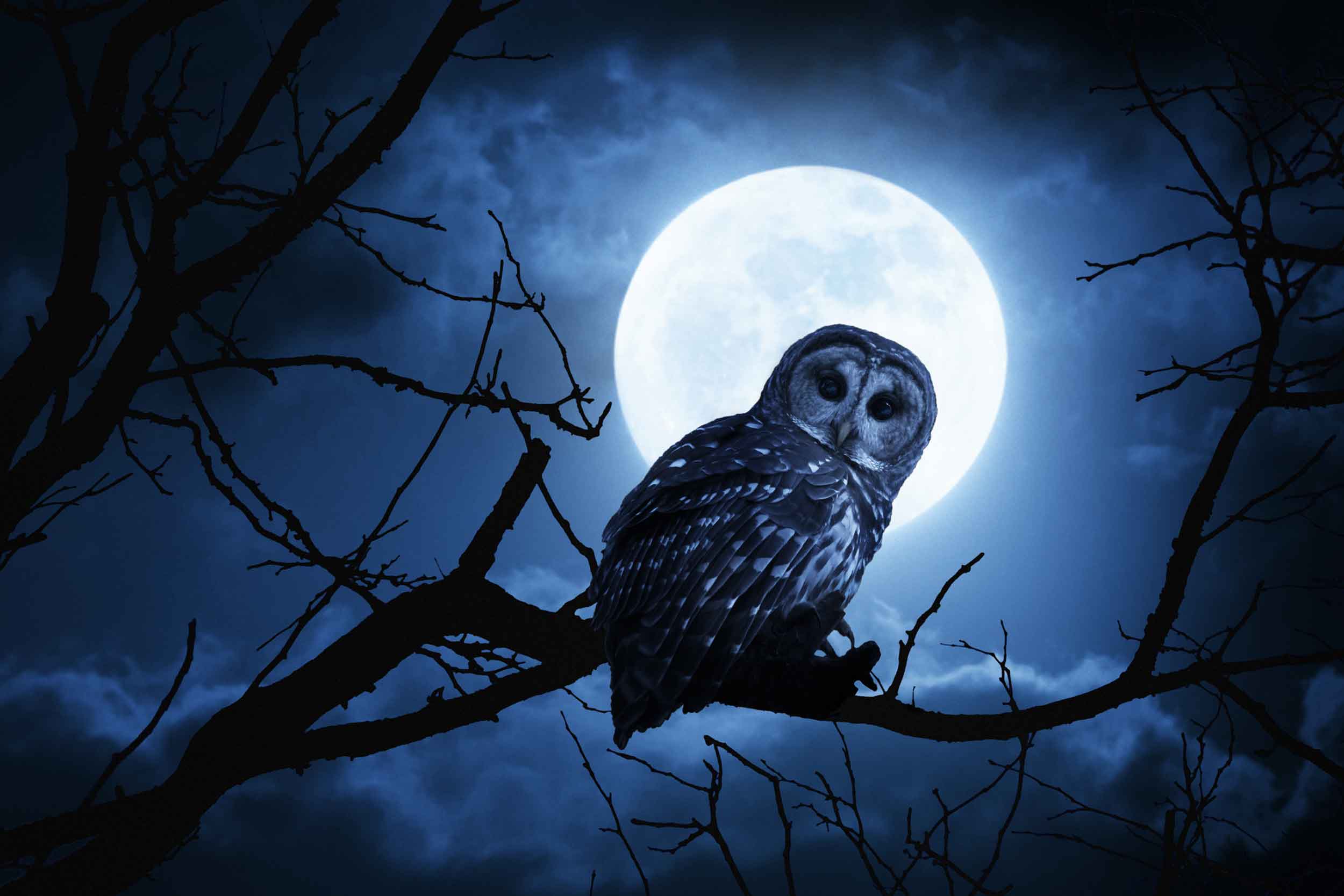 Песен ночных сов 2. Найт Оул (Night Owl). Сова ночью. Ночные птицы. Сова в темноте.