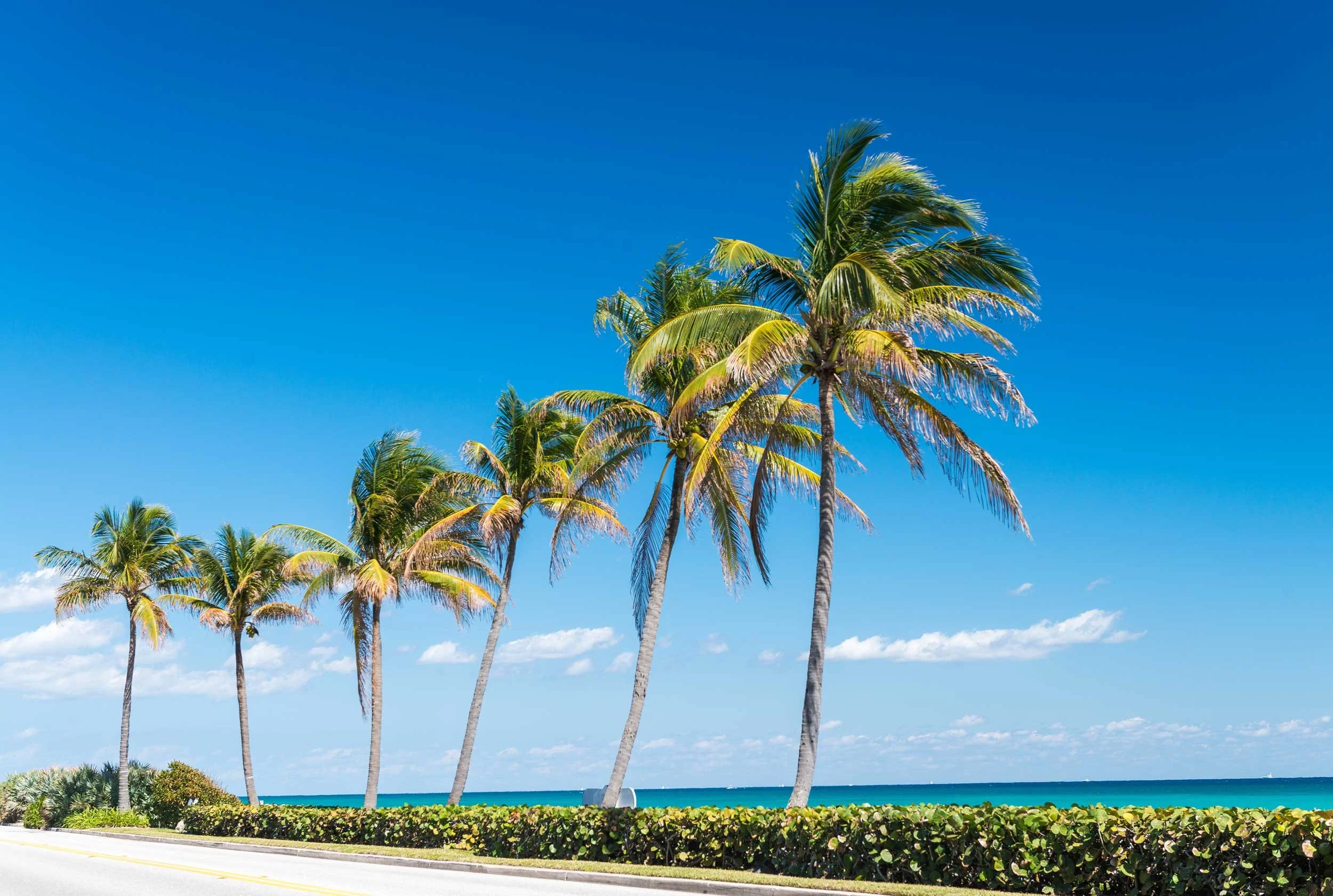 Palm trees lining a Tampa beach