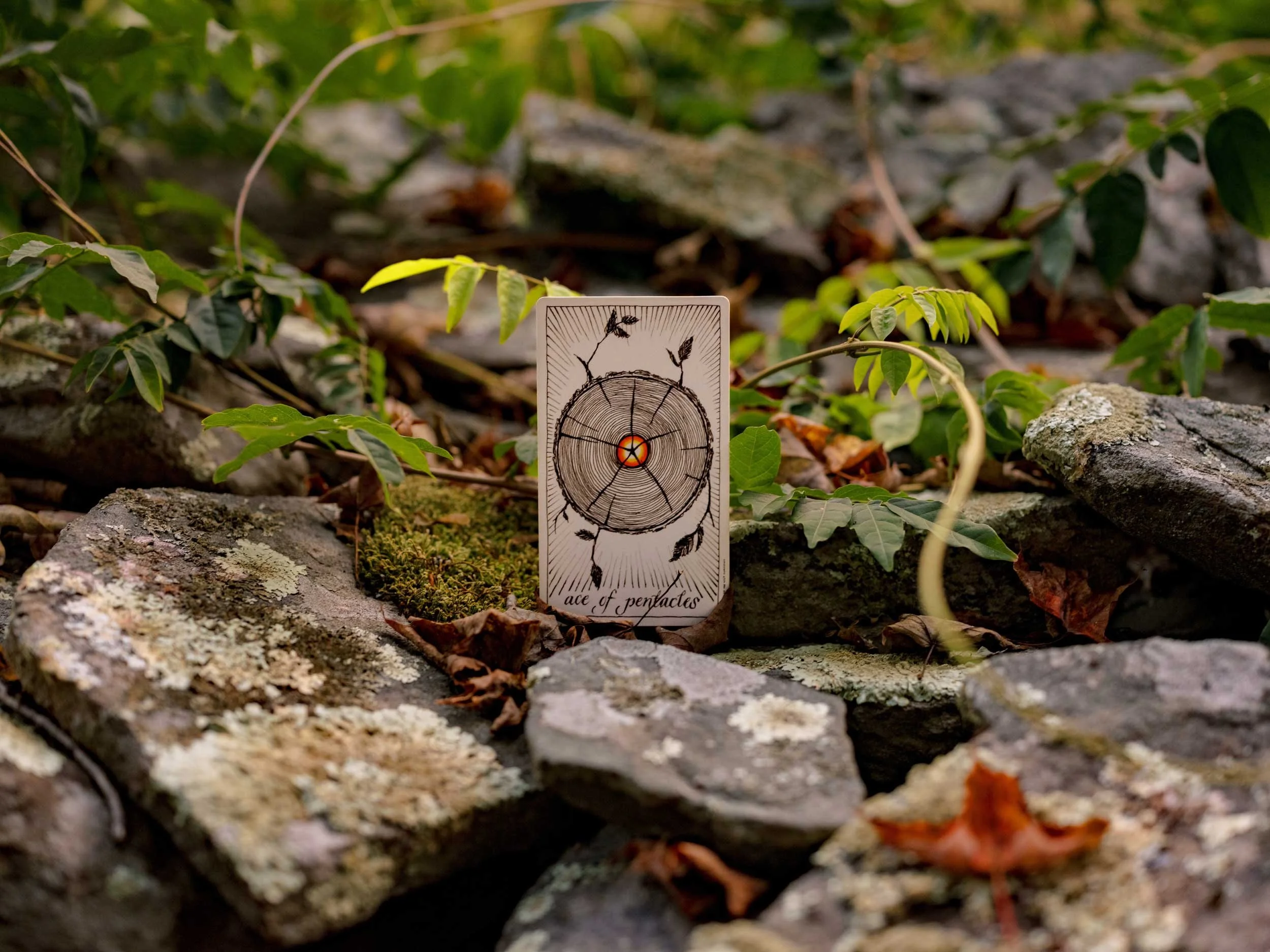 The Ace of Pentacles in nature.