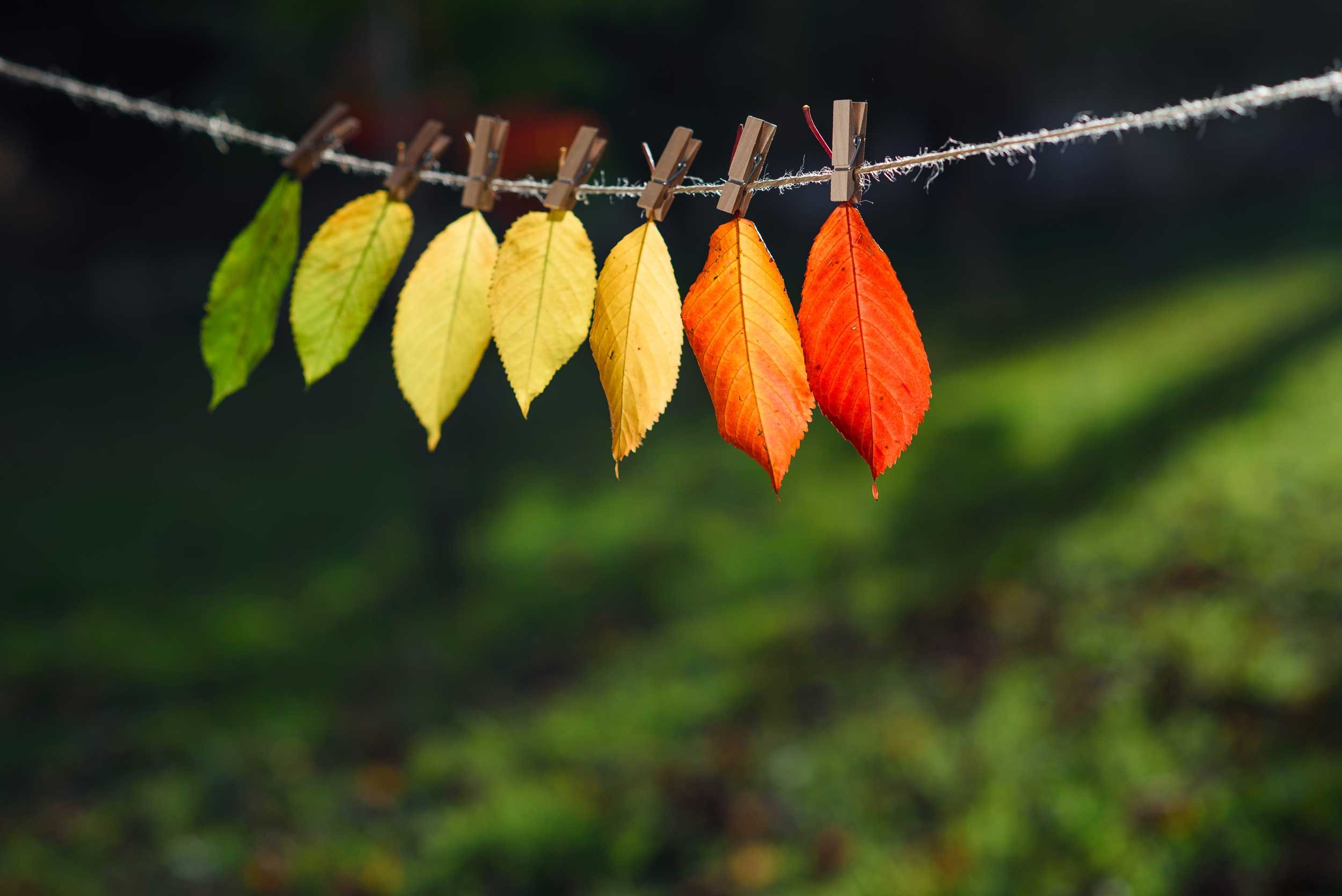 Concept photo of changing leaves, pinned to a clothesline.