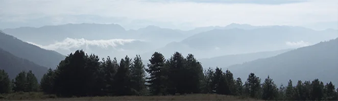 JOYFUL AWAKENING: Meditation, Embodiment, Expression