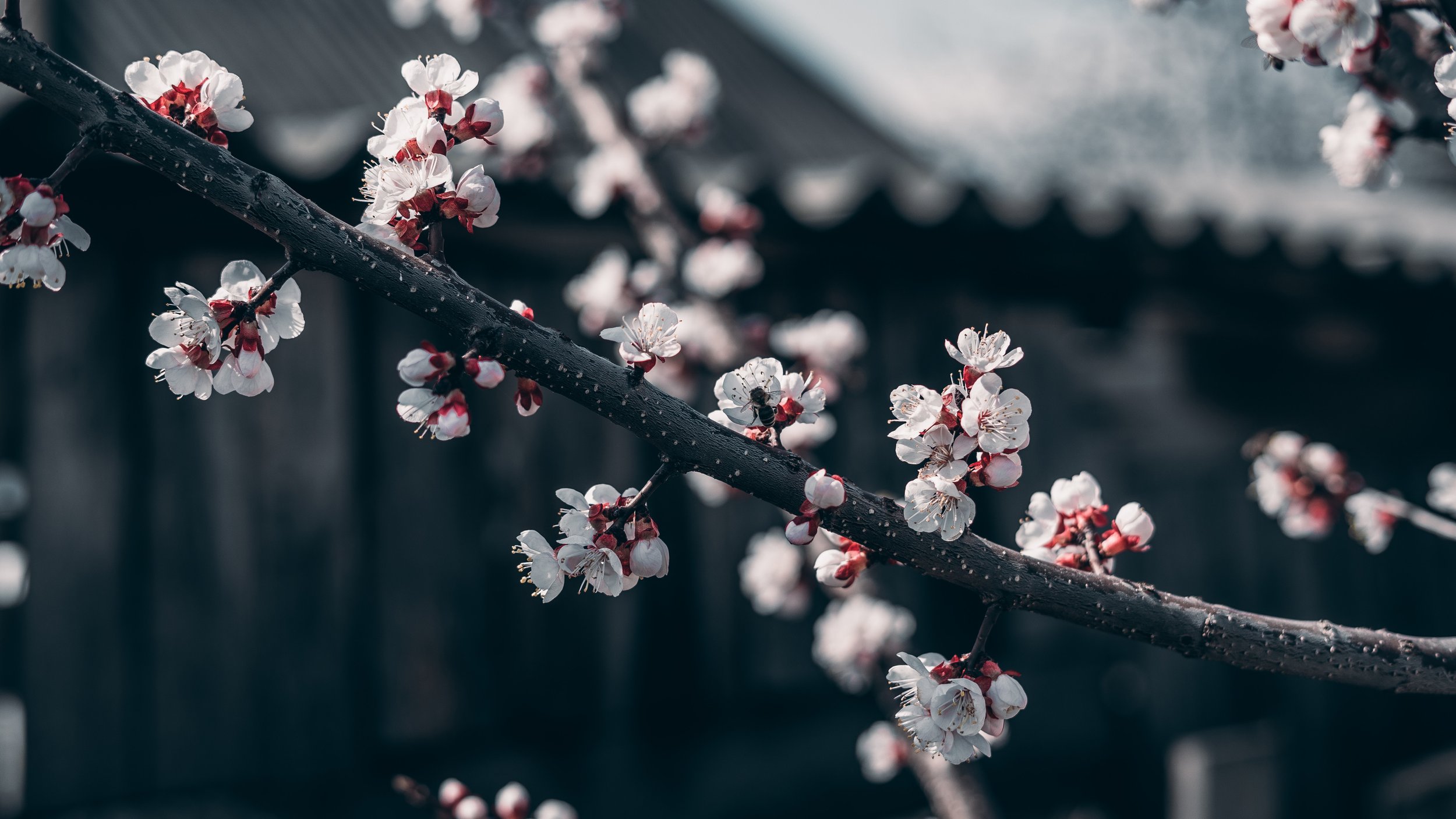 Free Writing Workshop: Spring Awakening