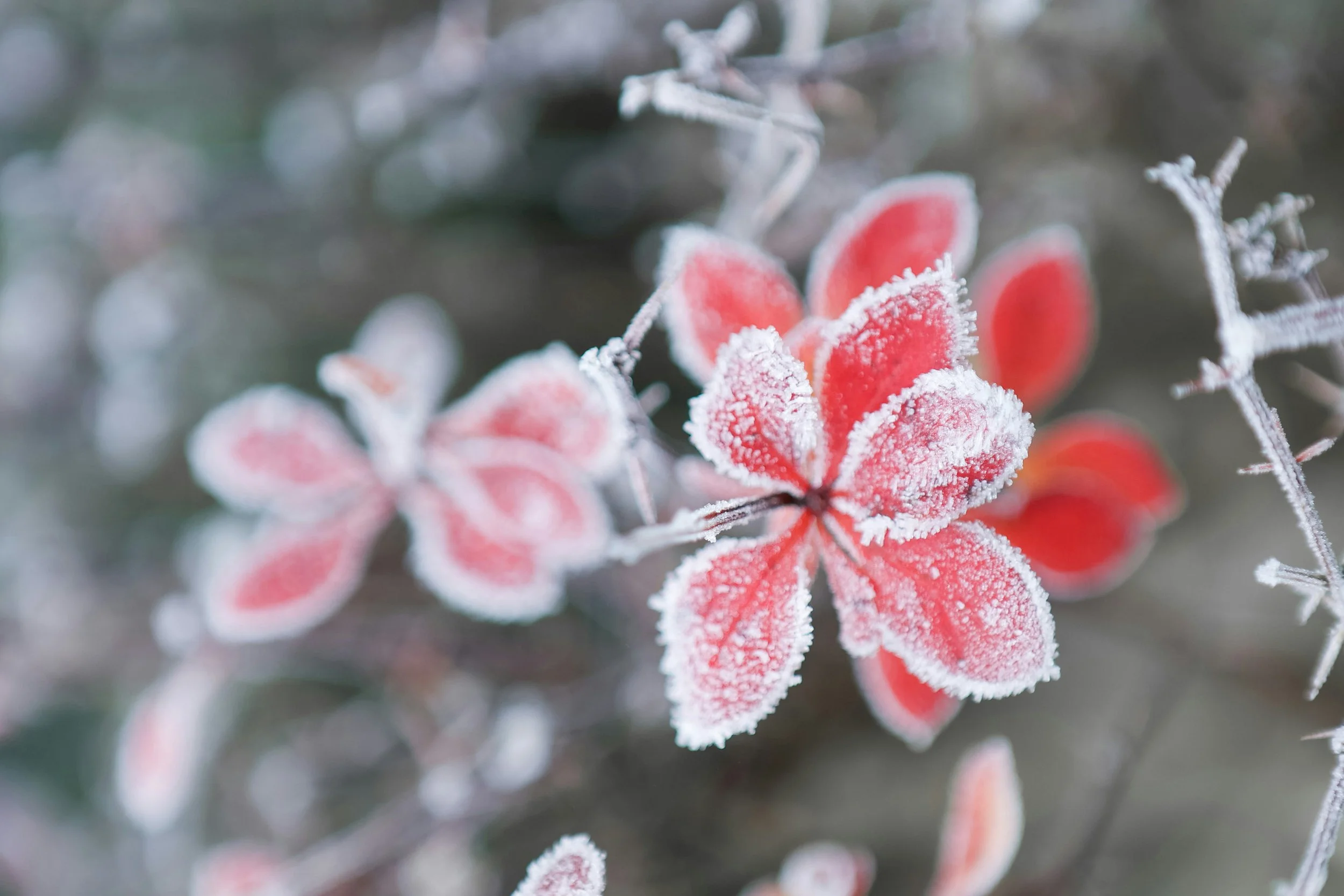 frozen-blooms.jpg