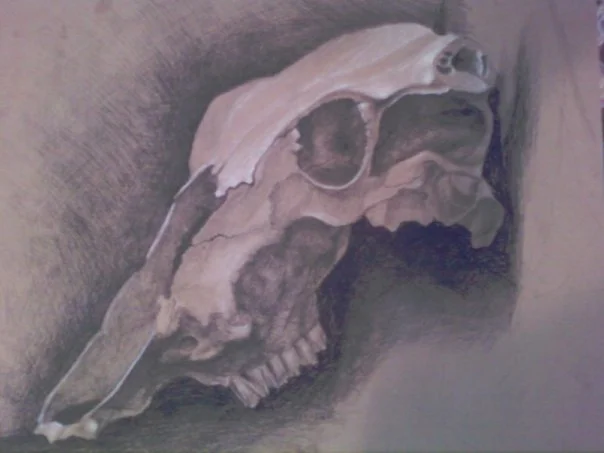 cow skull.jpg