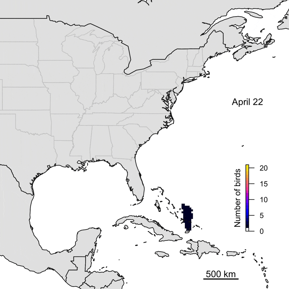 Light-level tracking data for 20 male Kirtland’s Warblers for one full year. As colors move from dark to bright, the number of birds overlapping in both time and space increases.