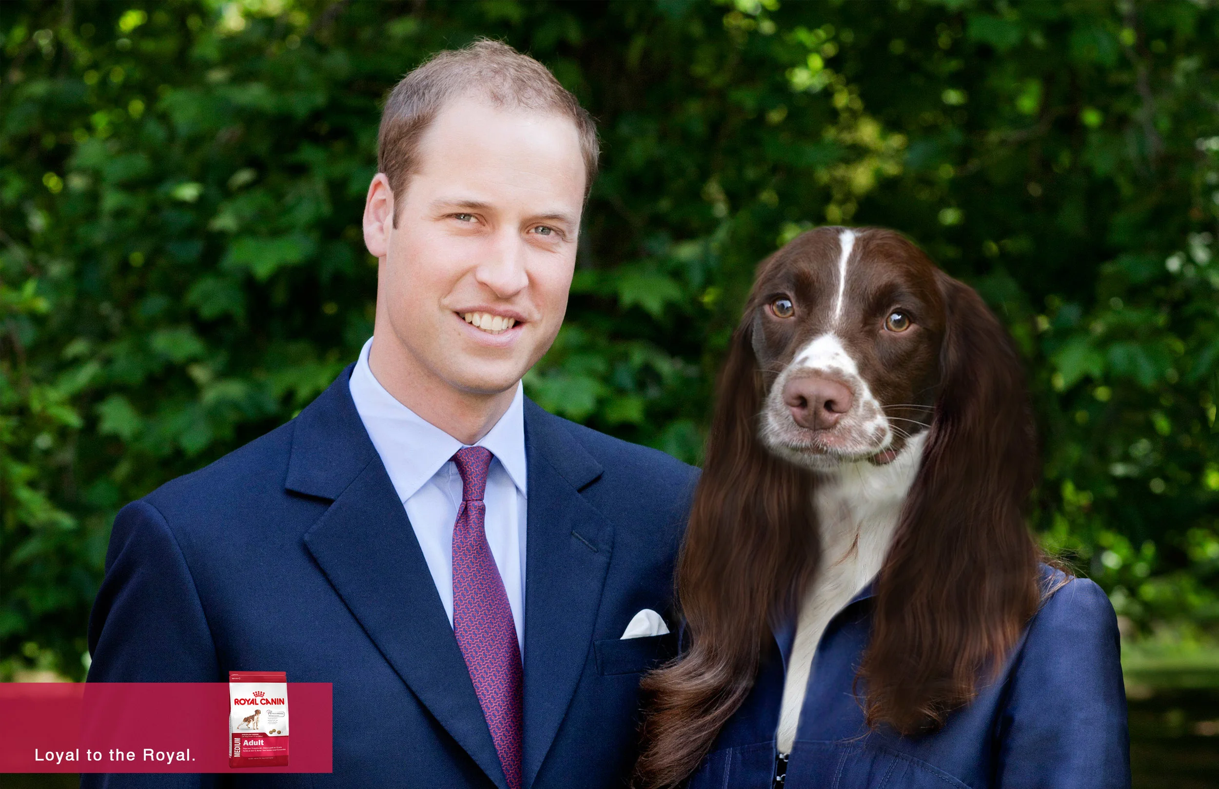 royal canin springer spaniel