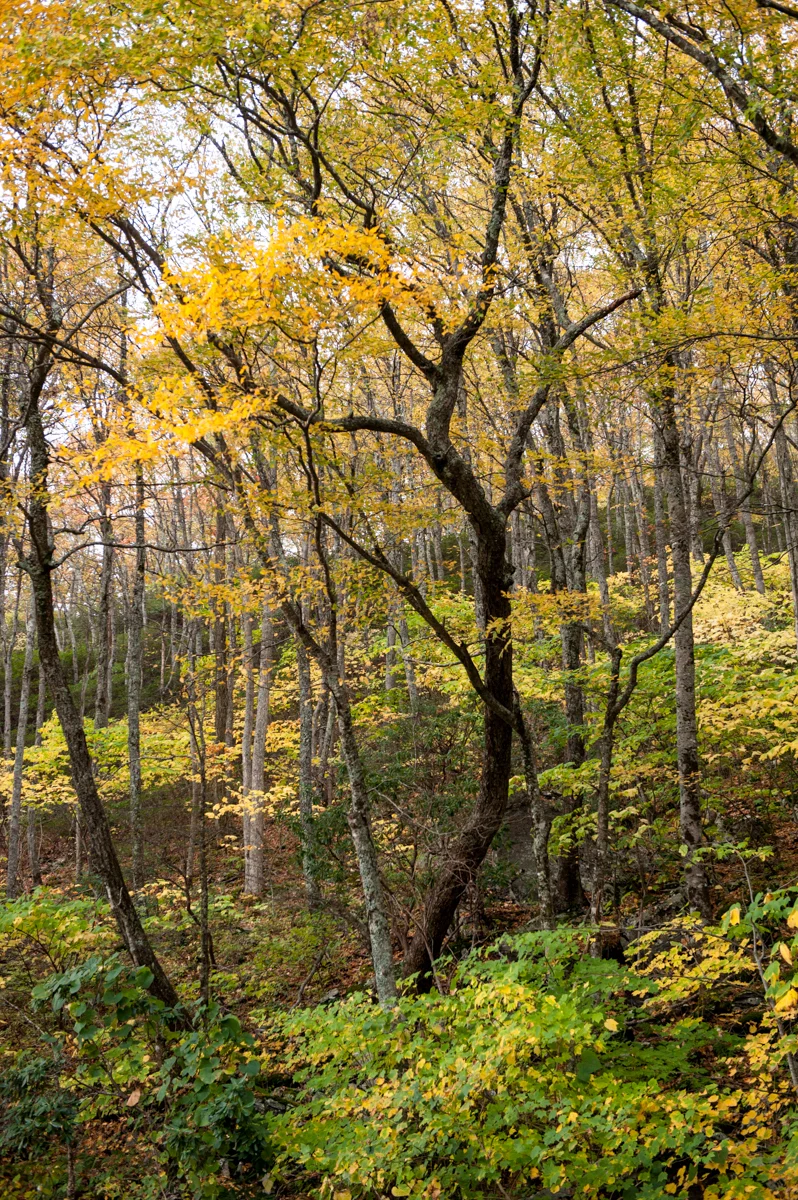 Fall on the Blue Ridge Parkway
