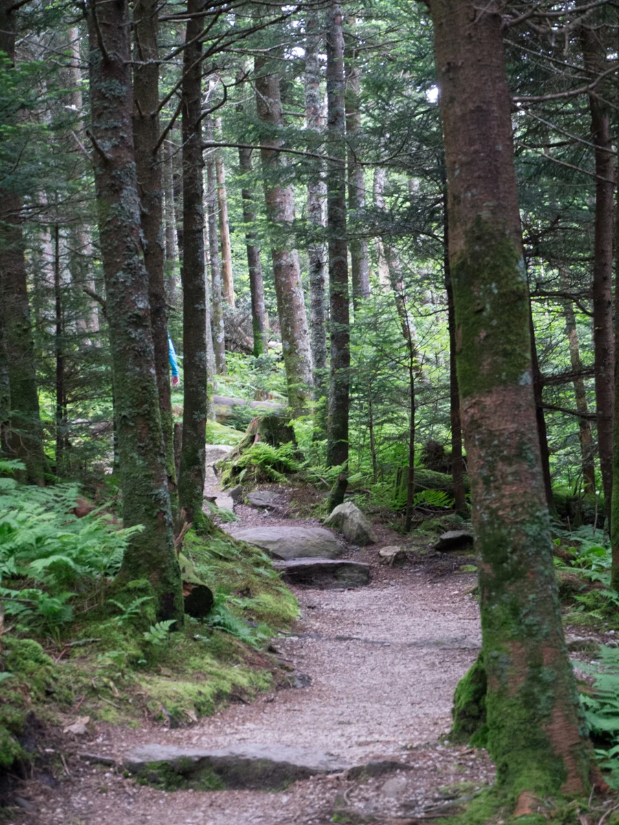 Deep Gap Trail at Mt. Mitchell