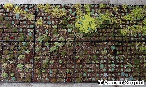 Interview with Suzanne Campbell