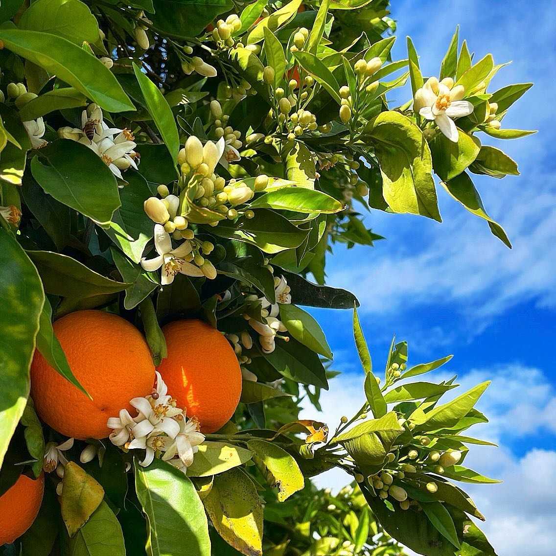 Recent joy-expanders:
Neroli blossoms everywhere in the valley and, of course, a little plucked bunch beside my bed to make my whole room smell like heaven. 
The in-between-the-rains breaks of sunlight that seem so extra magical against the backdrop 