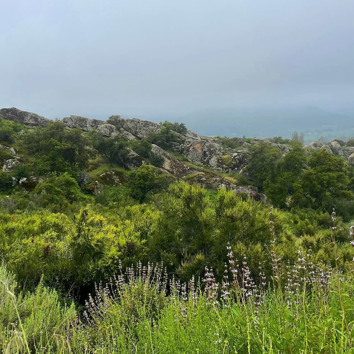 It was a magically misty morning in the Ilvento Preserve complete with wildflowers galore, sleepy bees, dewy spiderwebs, and evidence of a time when the landscape here looked entirely different than it does today. Thank you @ojaivalleylandconservancy