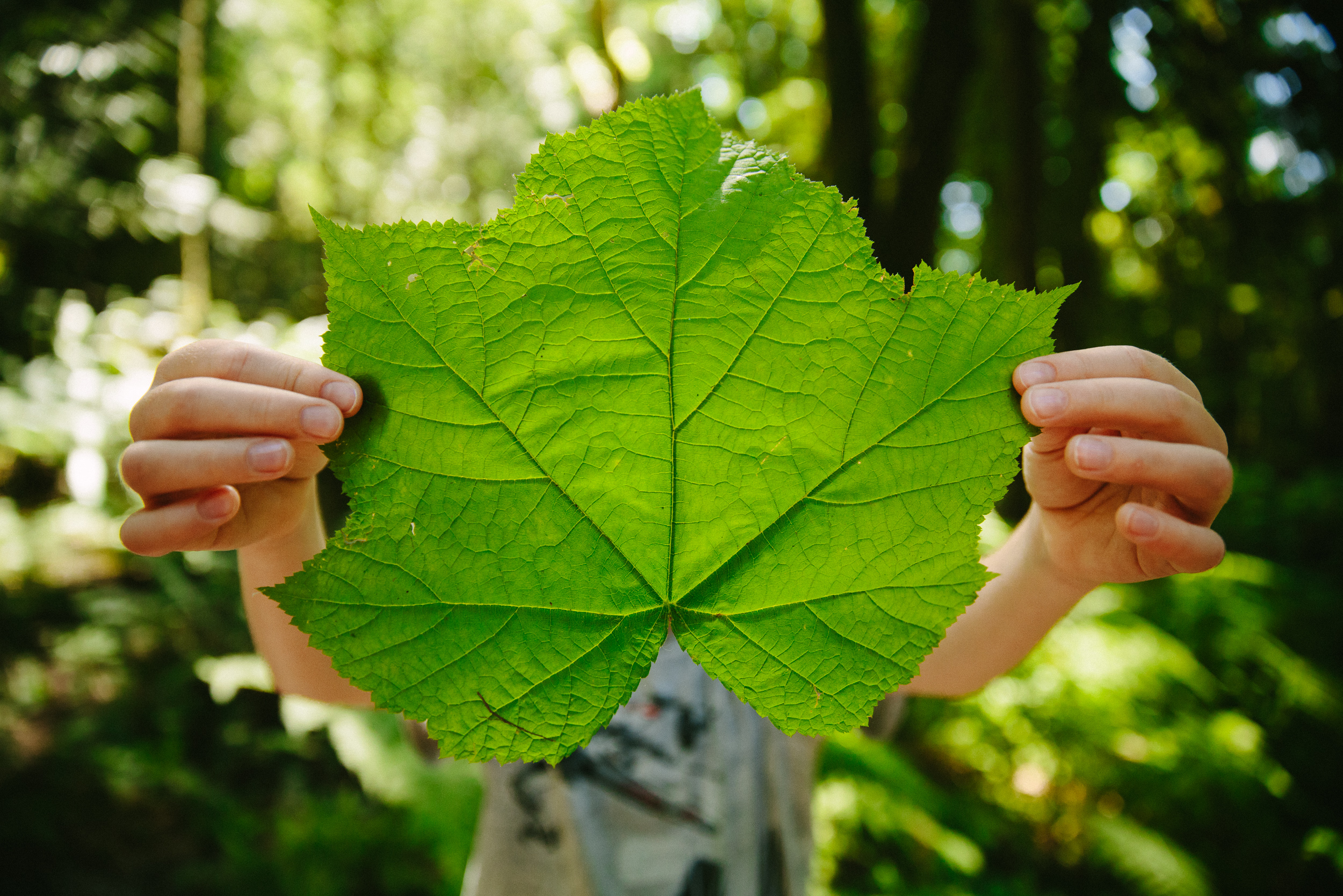 steve_seeley-forest_leaf.jpg