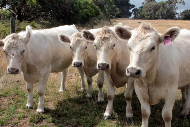 Farm time. Hello boys.