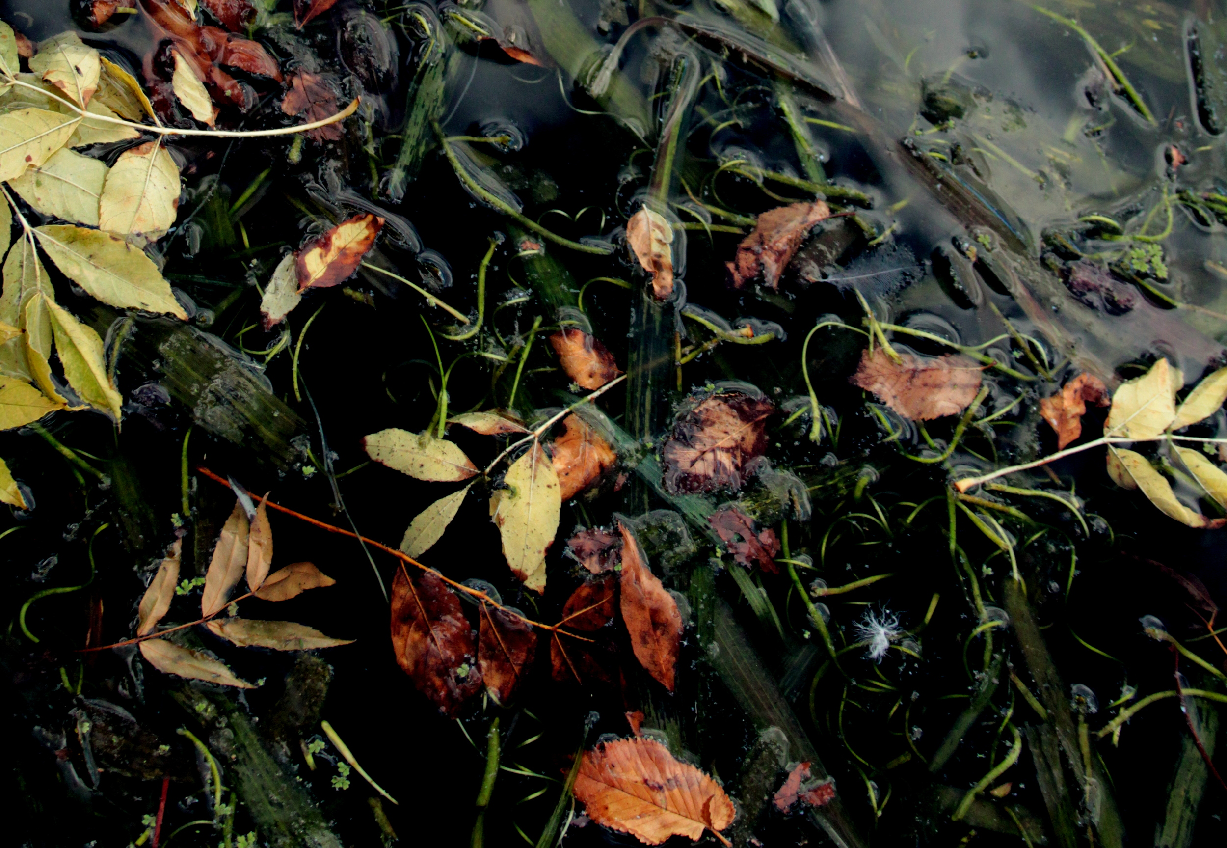 It's Autumn.