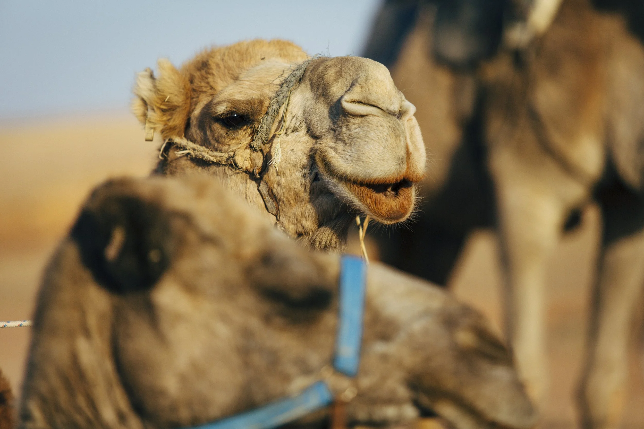 Rafi_Day_one (582)_resize.JPG