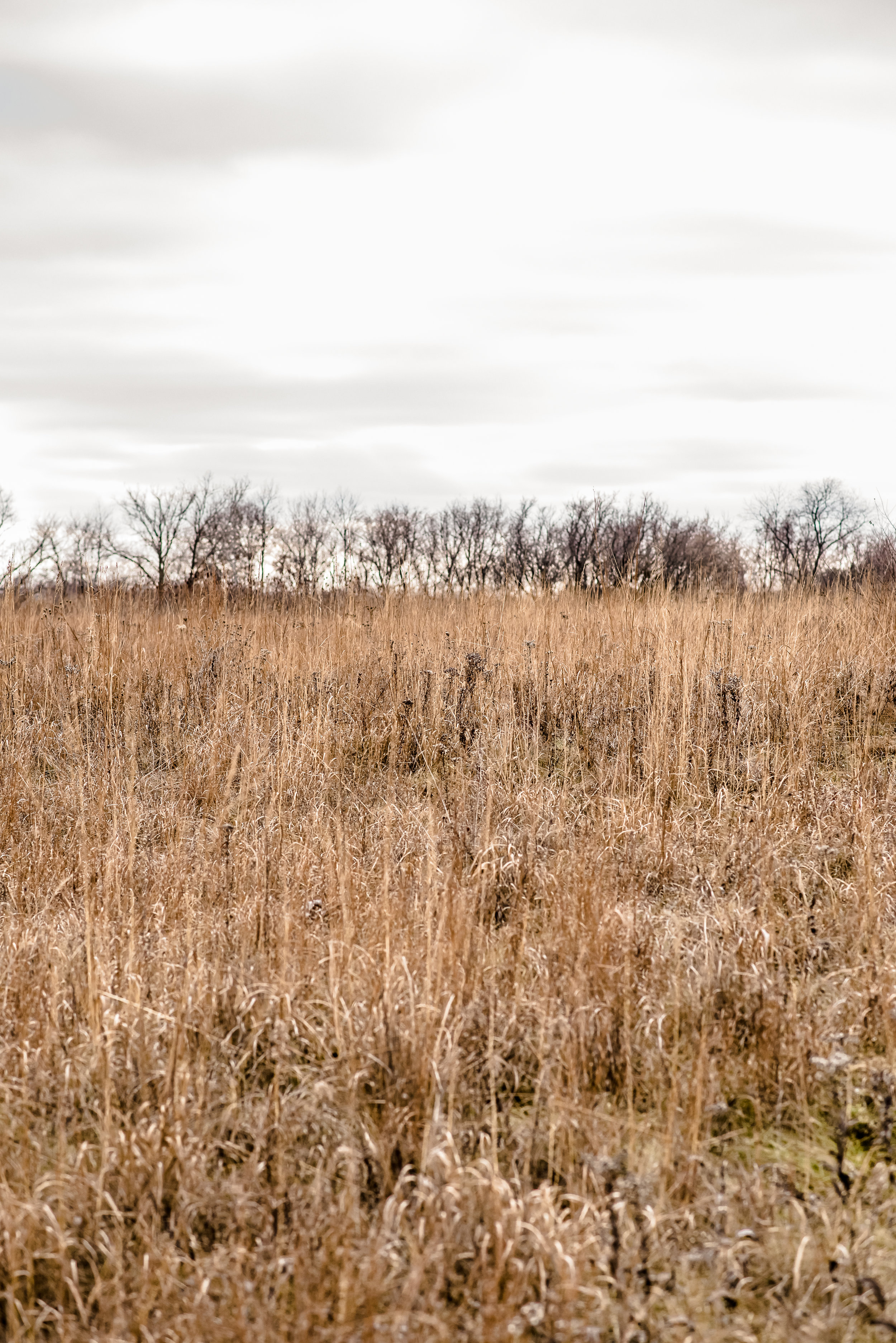 www.laurarobinsonphoto.com